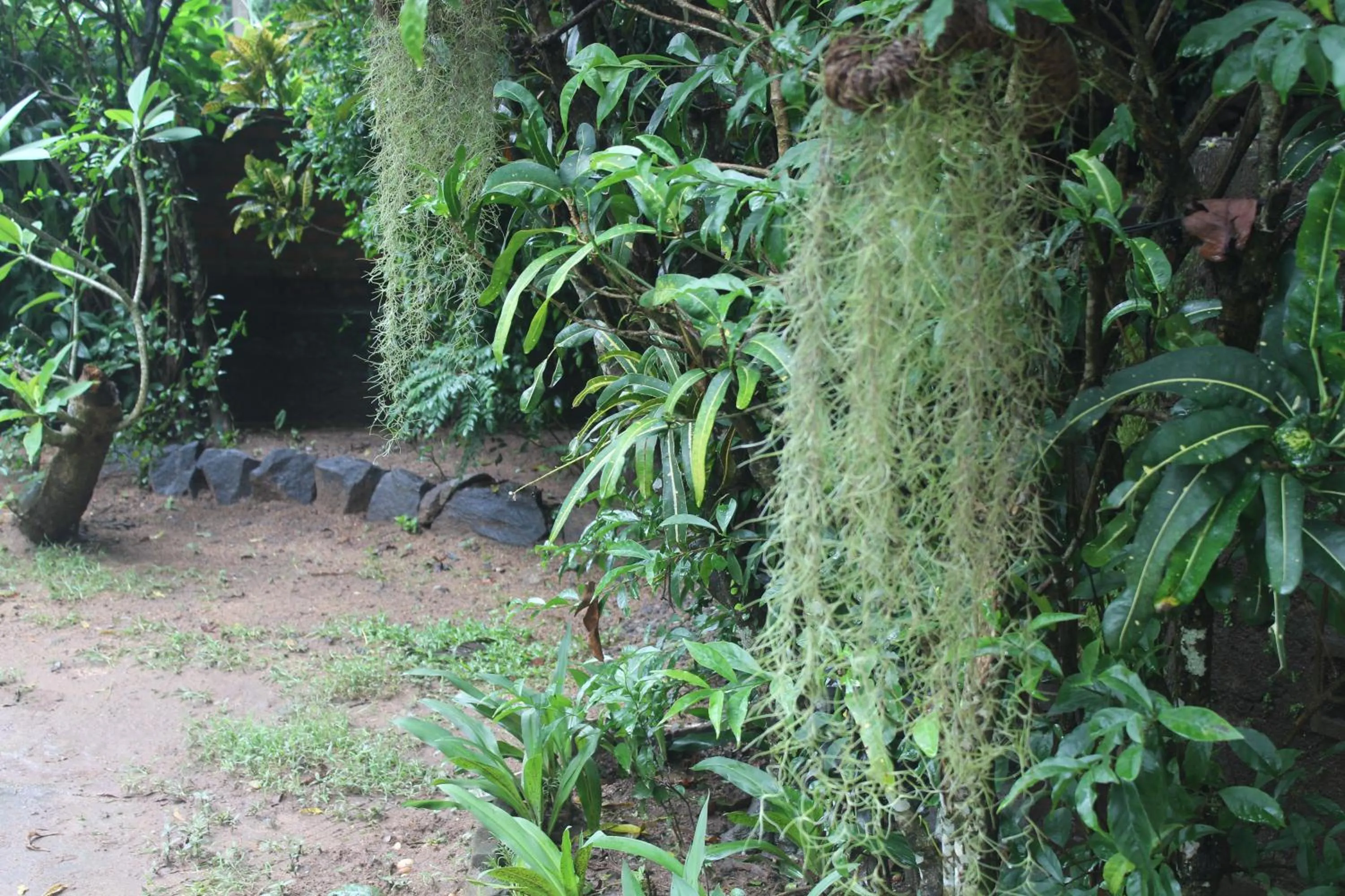 Garden in Lazy Bear Best Hostel in Kandy