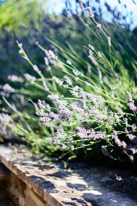 Garden in La Tavola Dei Cavalieri