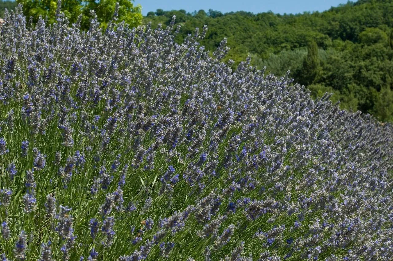 Natural landscape in Agriturismo Le Case