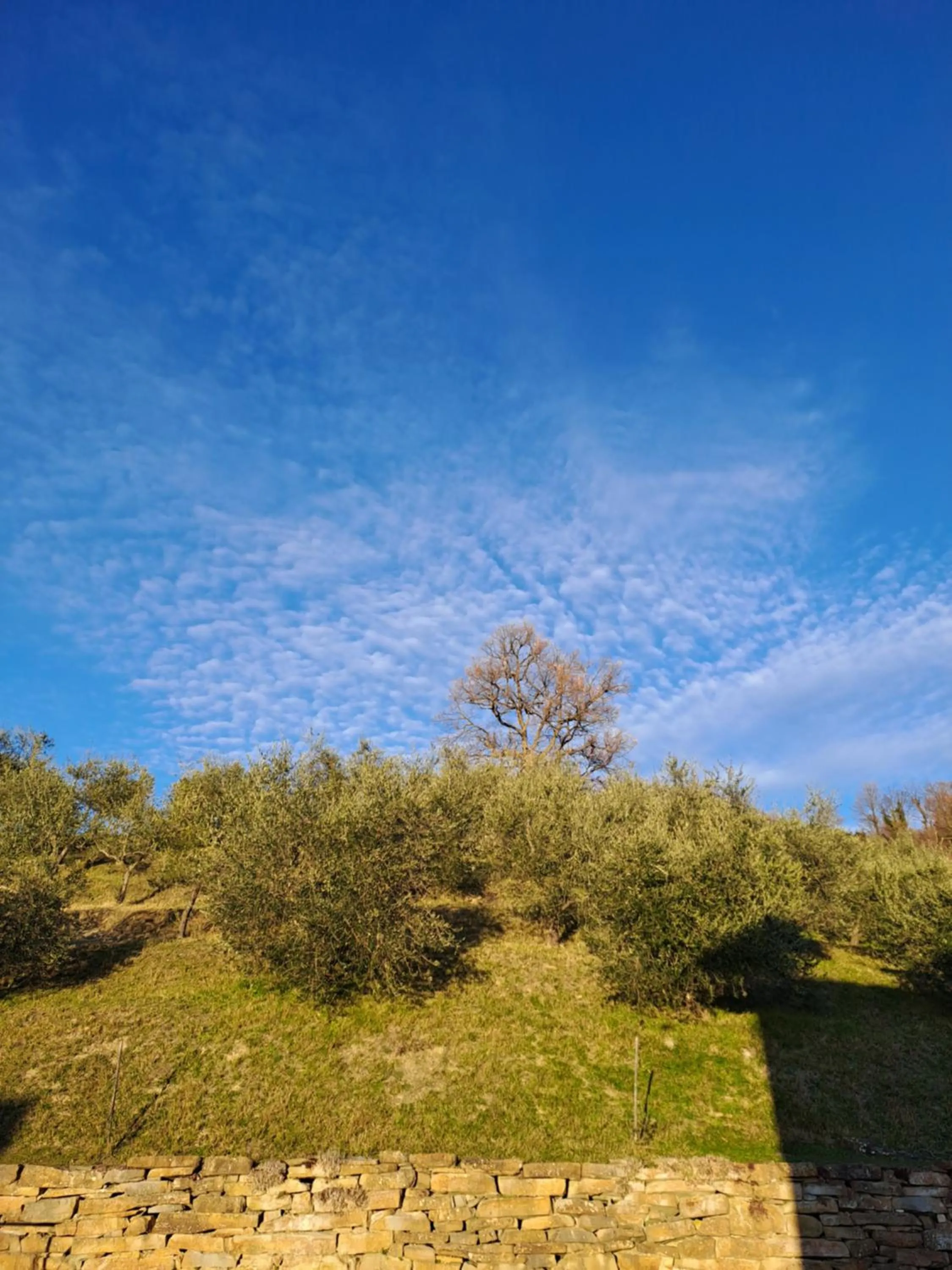 View (from property/room) in Agriturismo Le Case