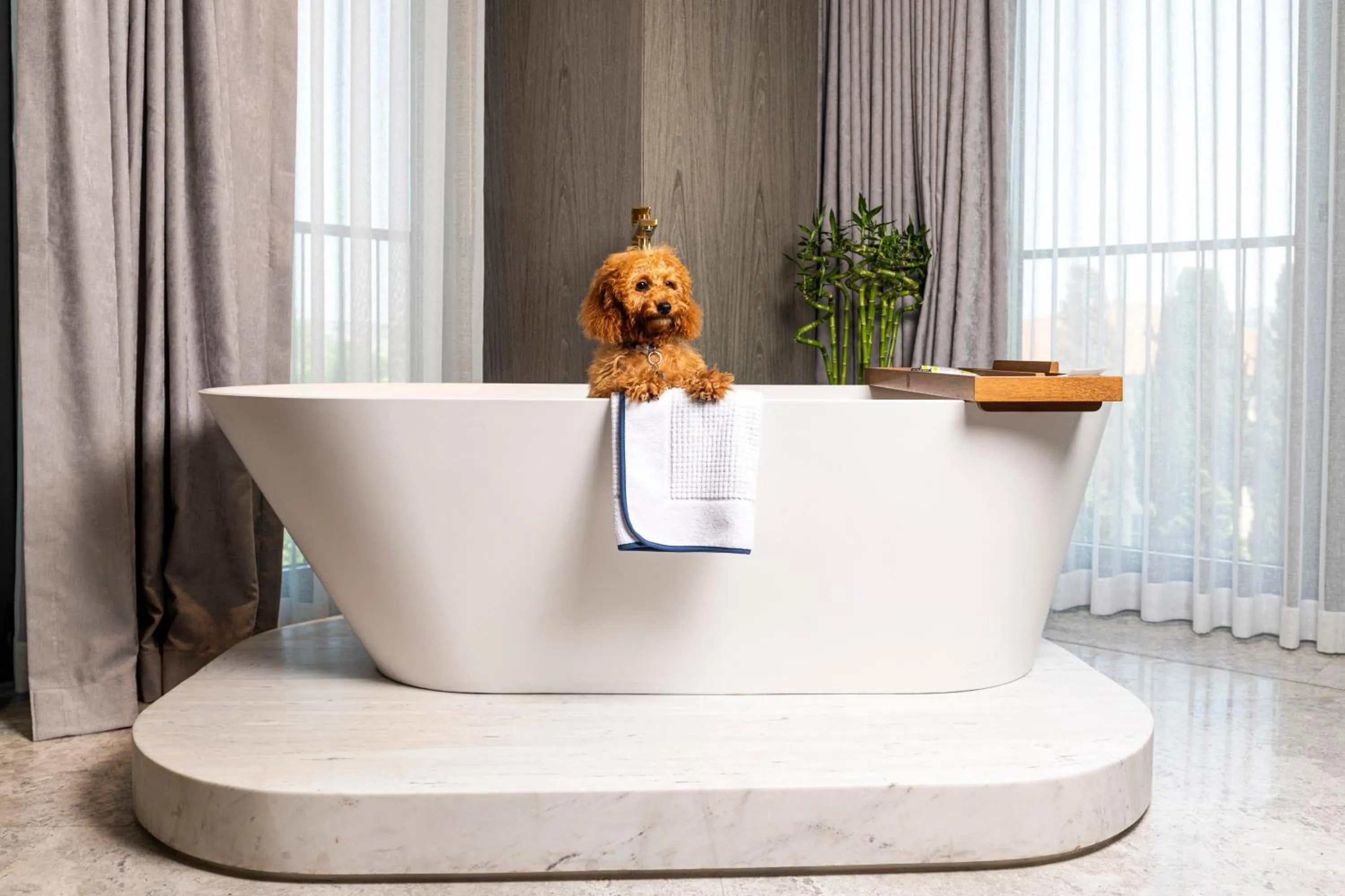 pet friendly in The Maestro Hotel