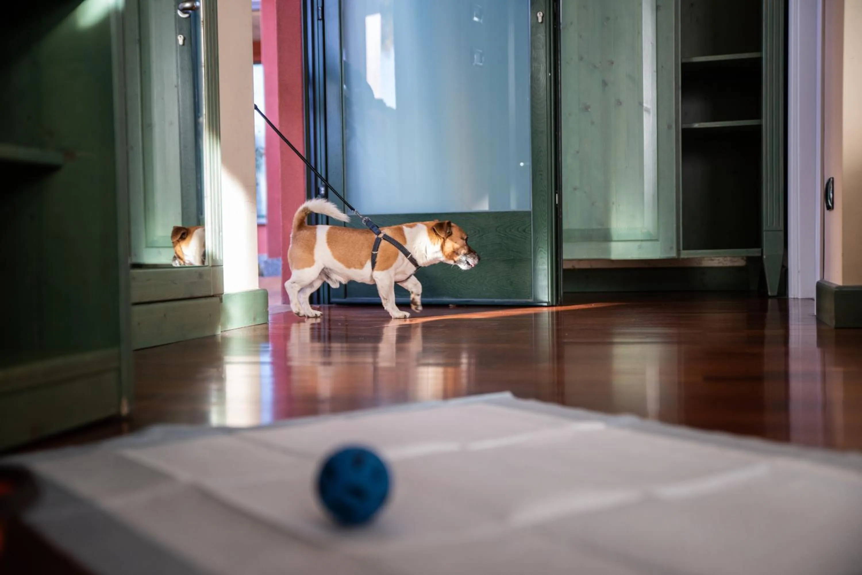 Pets in Hotel Residence Montelago