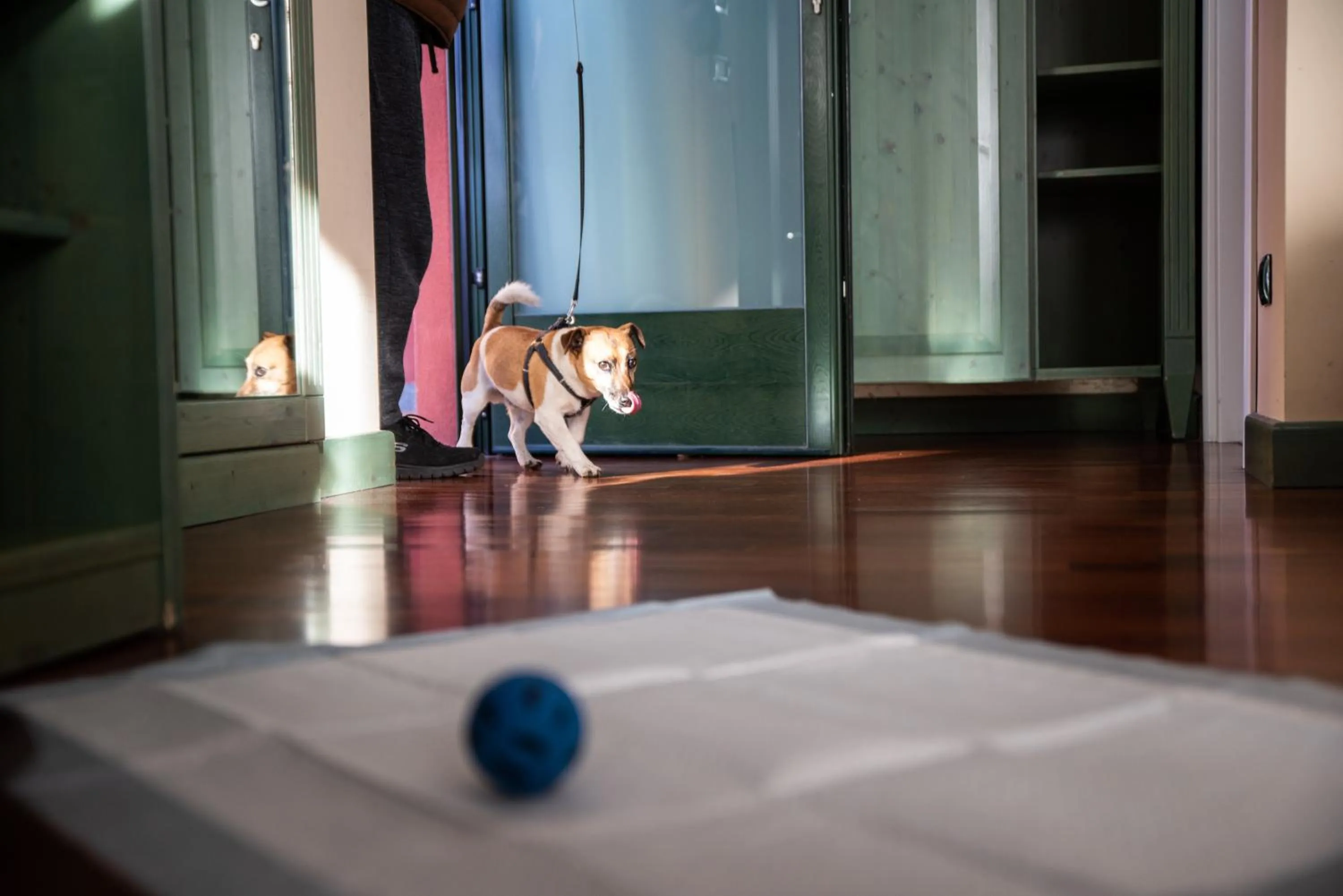 Pets in Hotel Residence Montelago