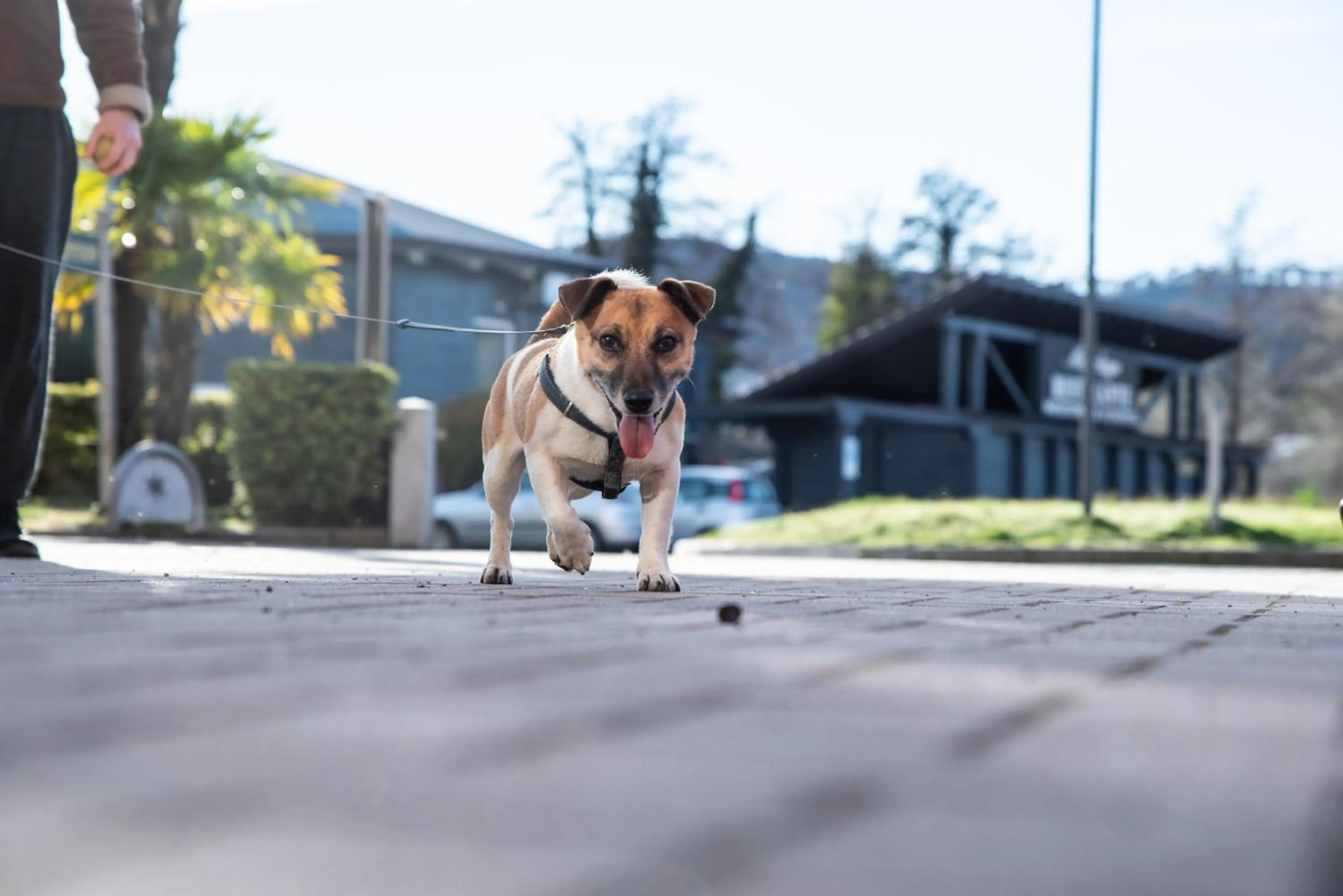 Pets in Hotel Residence Montelago