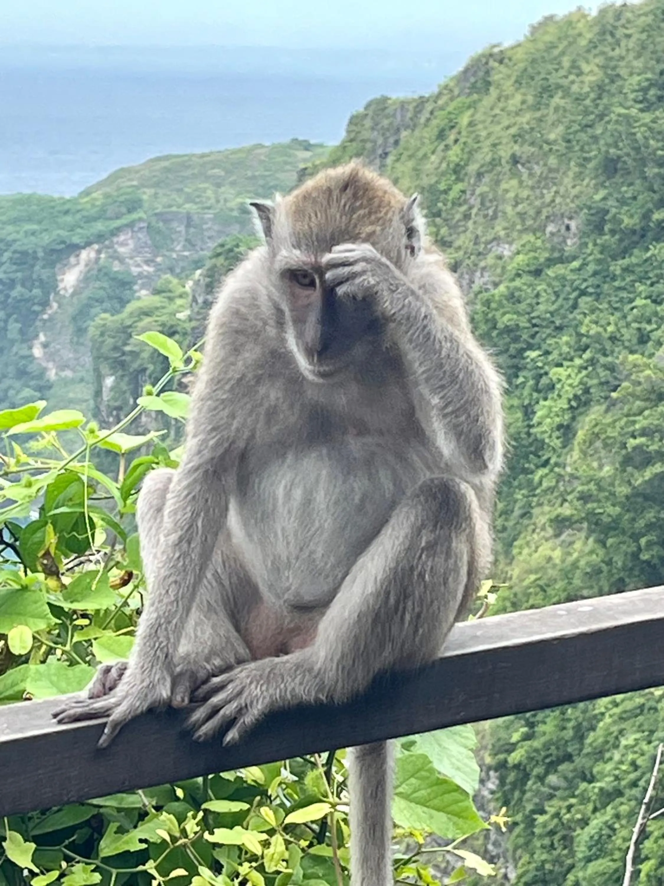 Pets in Namaste Bungalows Resort