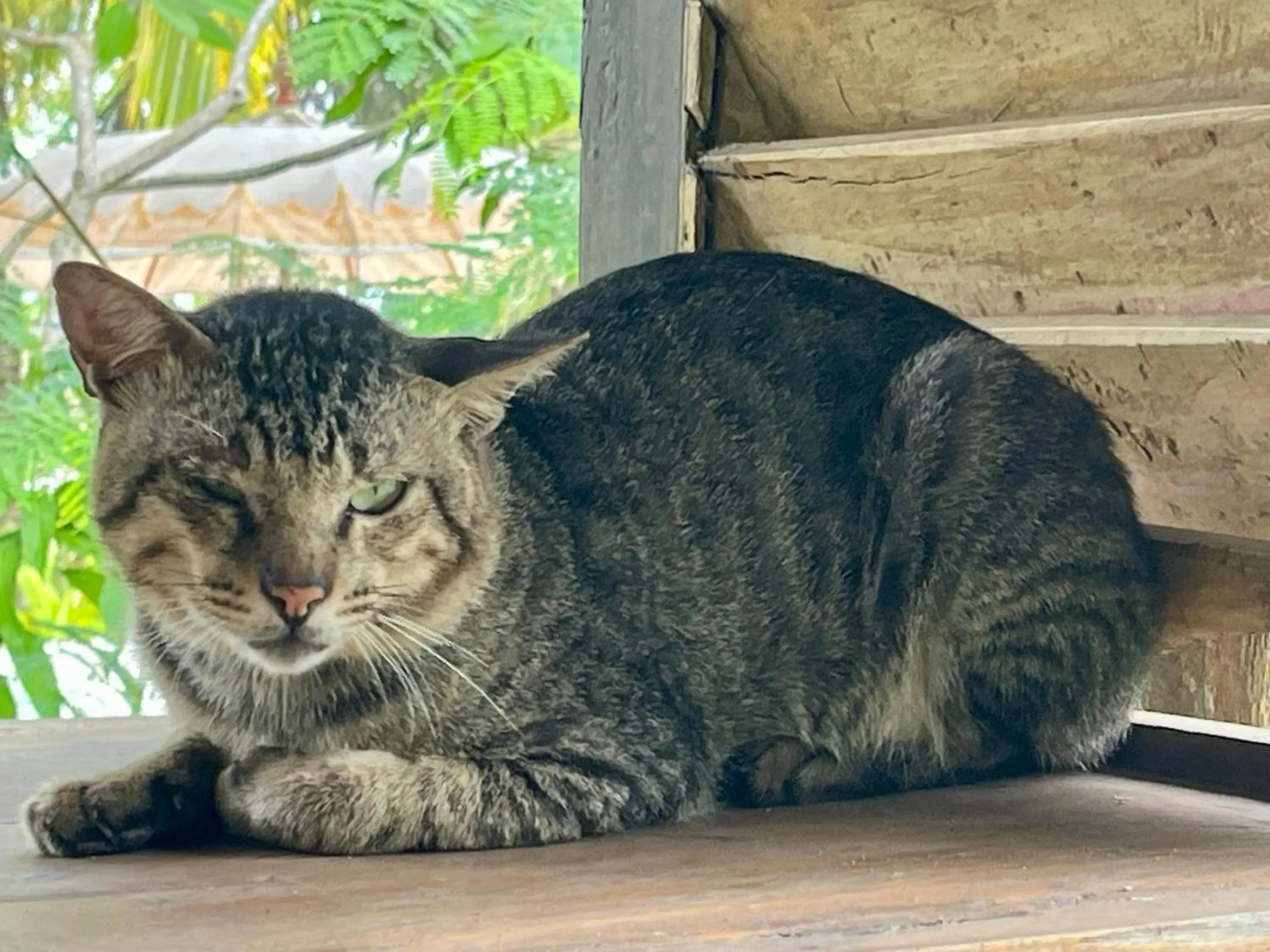 Pets in Namaste Bungalows Resort