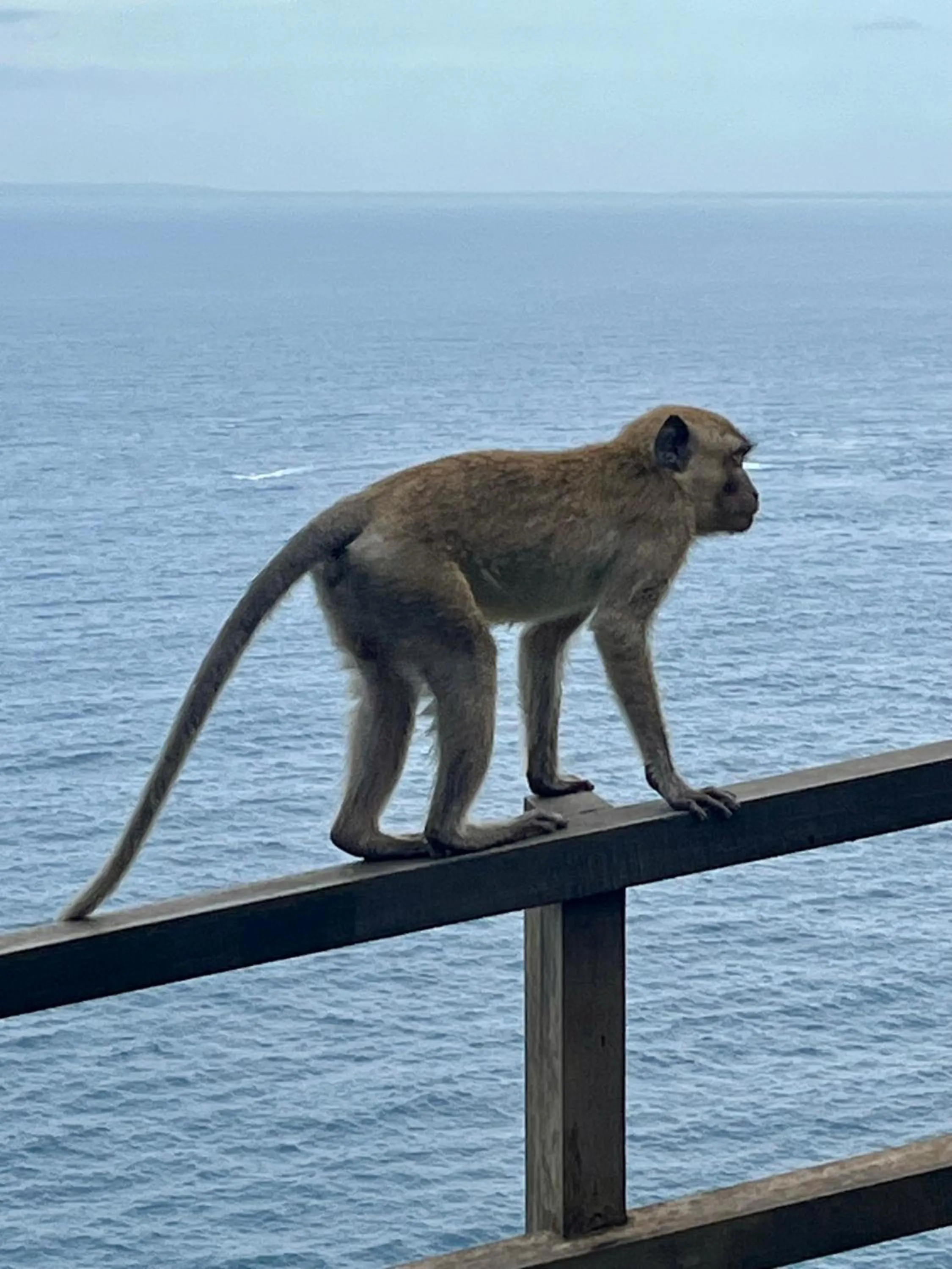 Restaurant/places to eat in Namaste Bungalows Resort