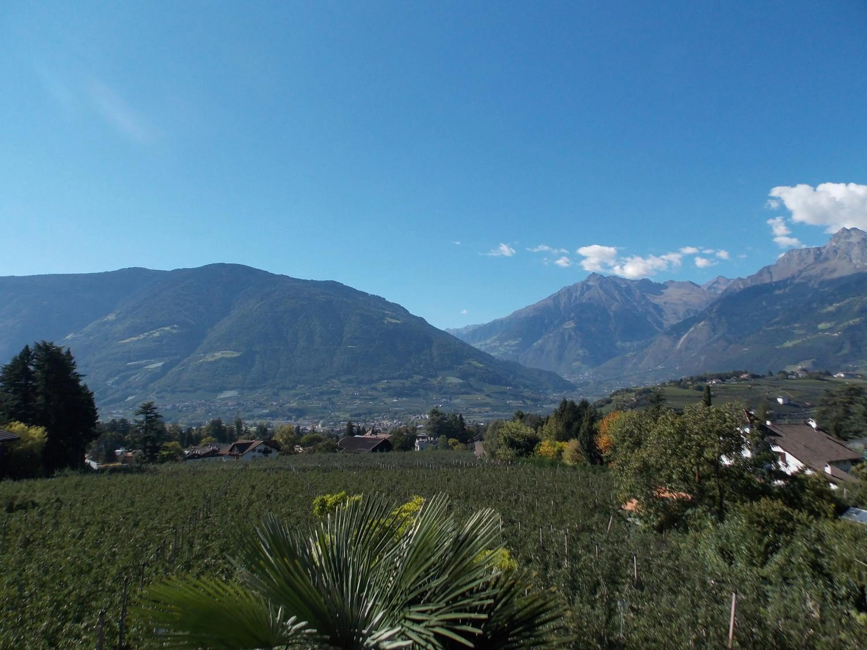 Garden view in Hotel Pension Verdorfer