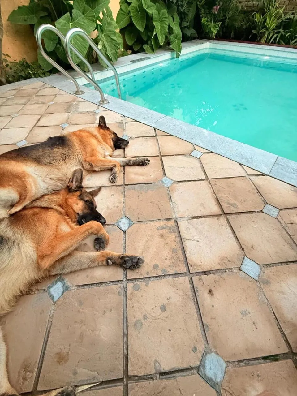 Swimming pool in PETAL OF MEWAR - A Luxury Boutique Hotel