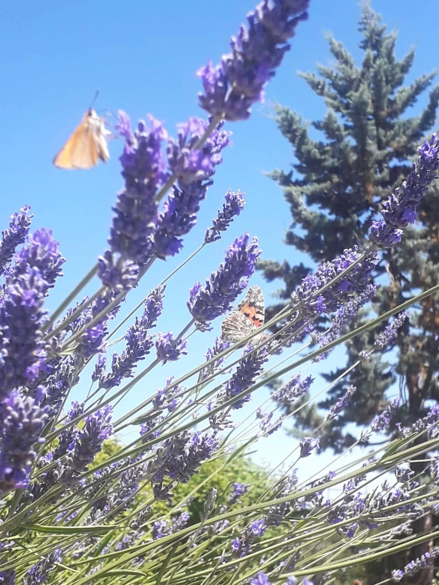 Spring in San Martino - Casa Landi