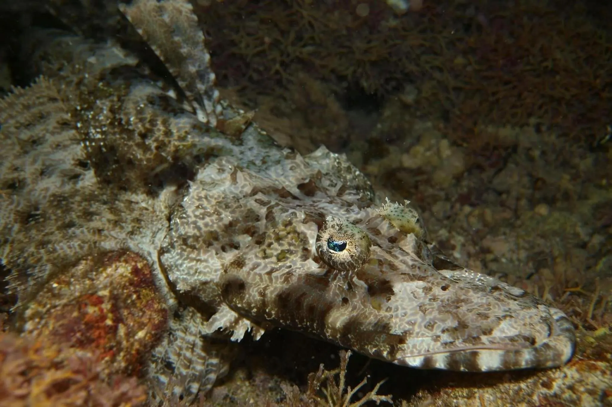 Snorkeling in South Pacific Memories