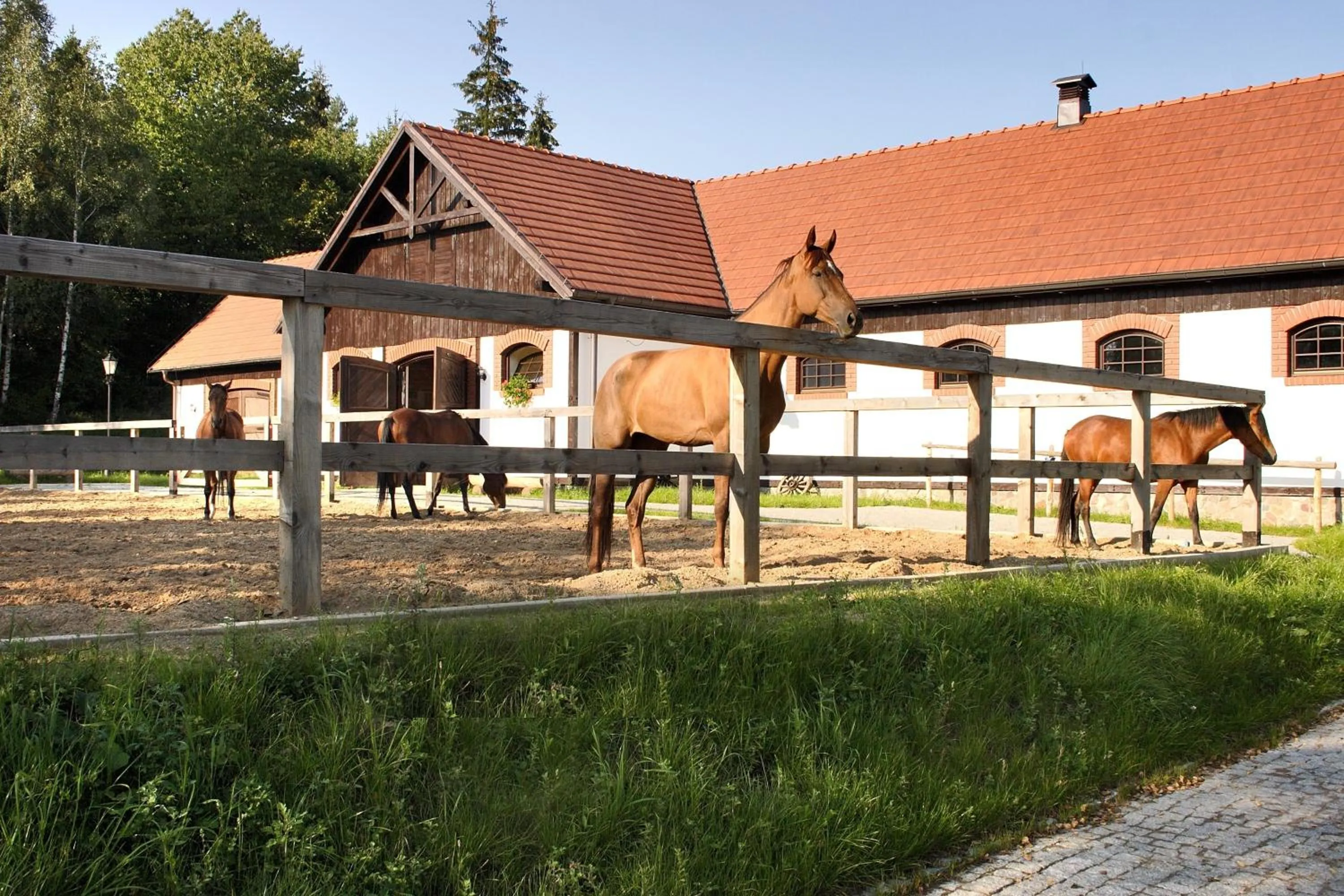 Horse-riding in Hotel SPA Dr Irena Eris Wzgórza Dylewskie