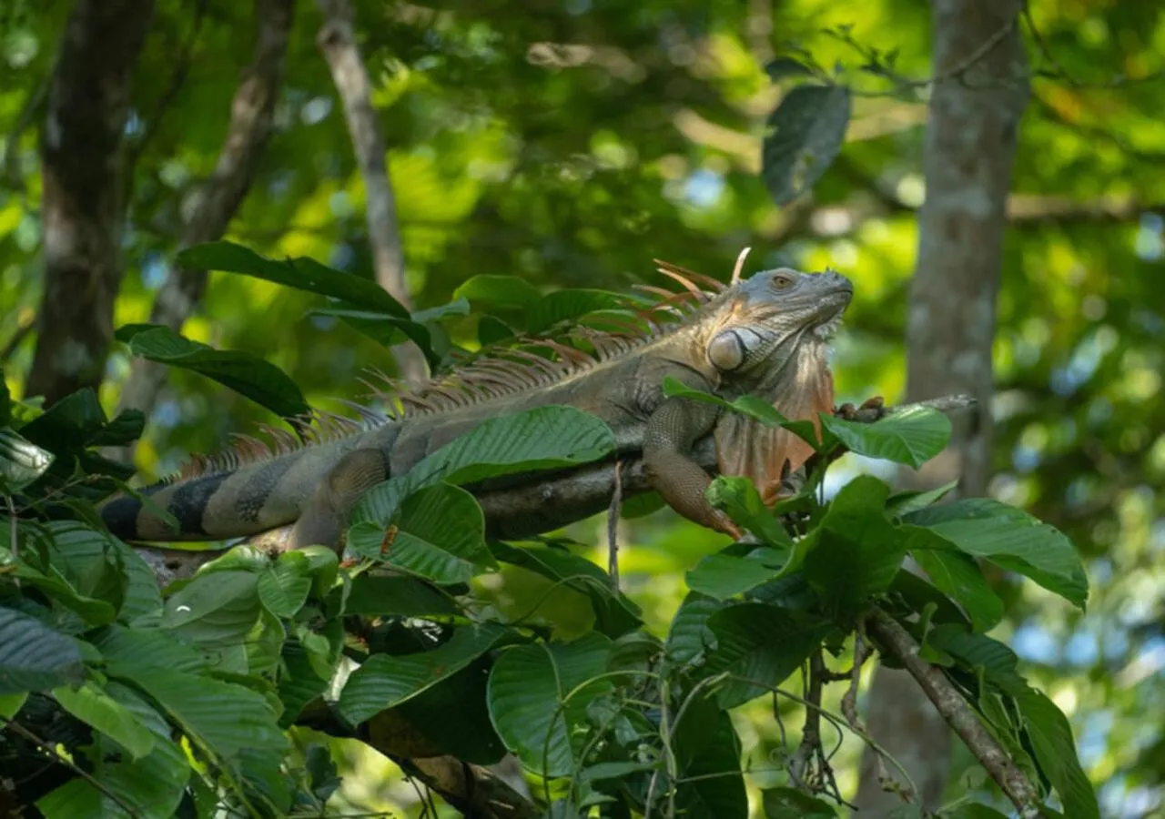 Day in Hotel Serendipity