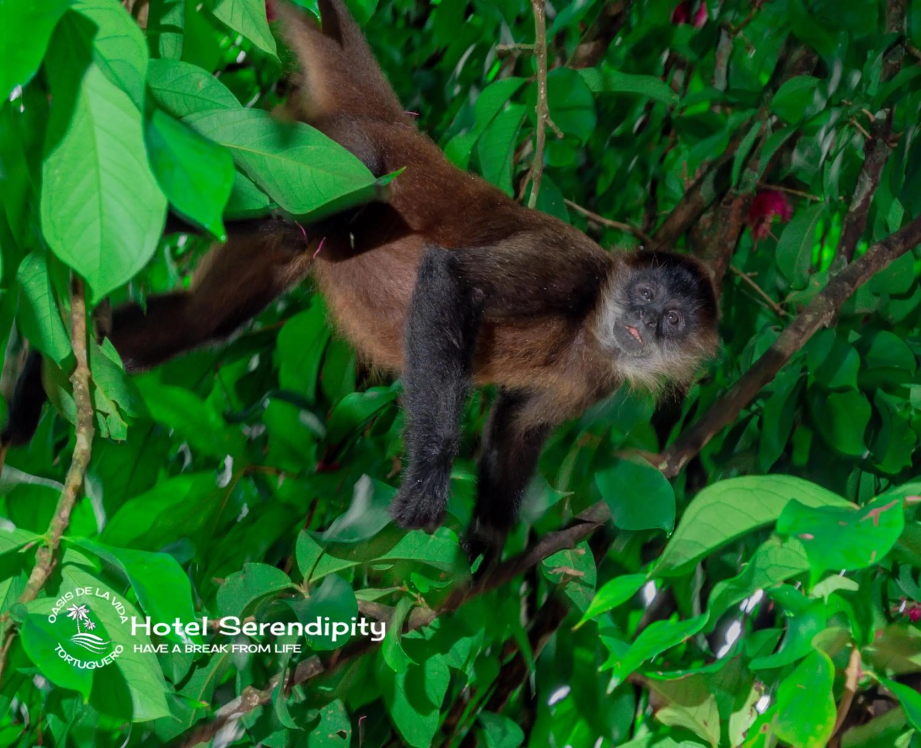 Natural landscape in Hotel Serendipity