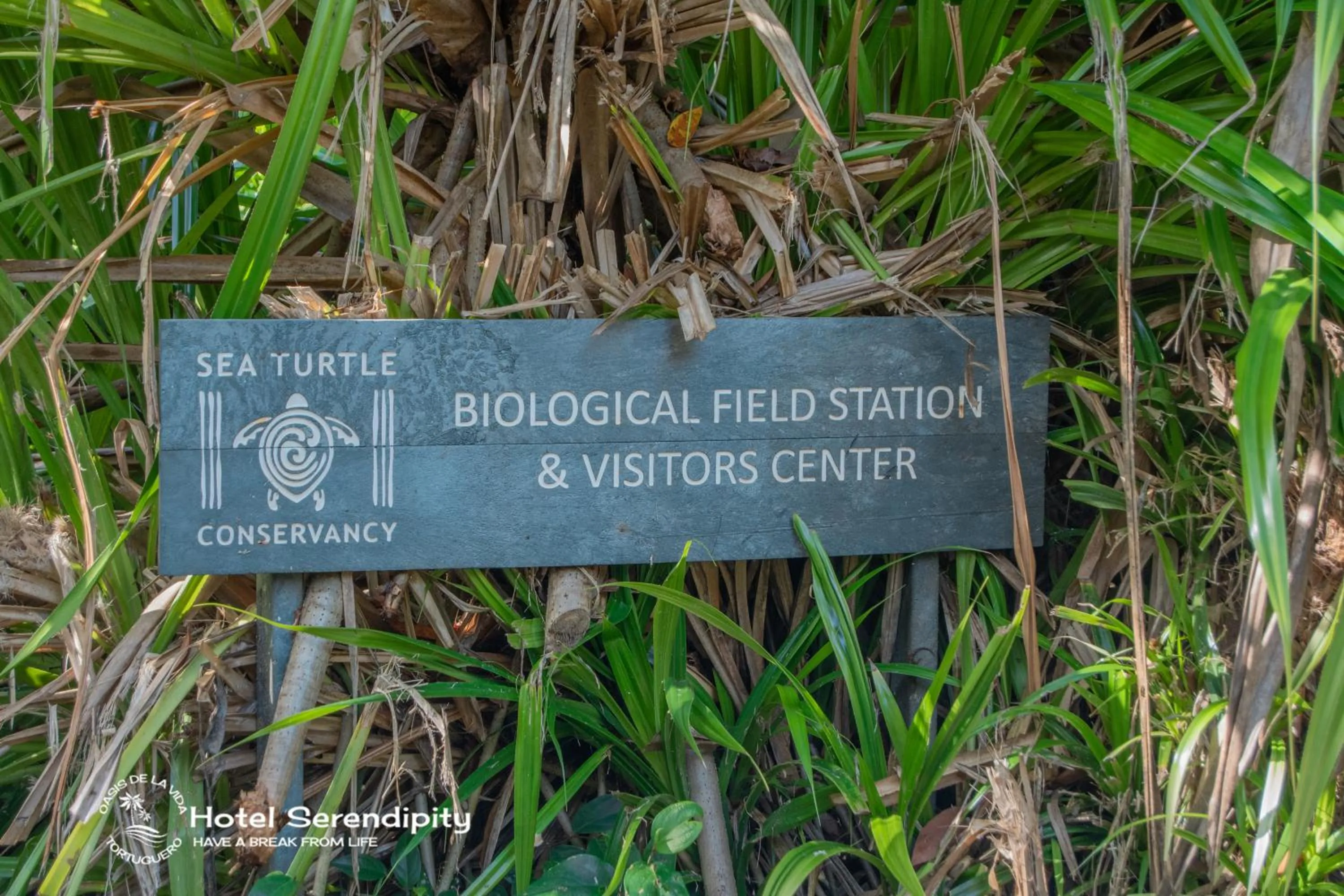 Day in Hotel Serendipity