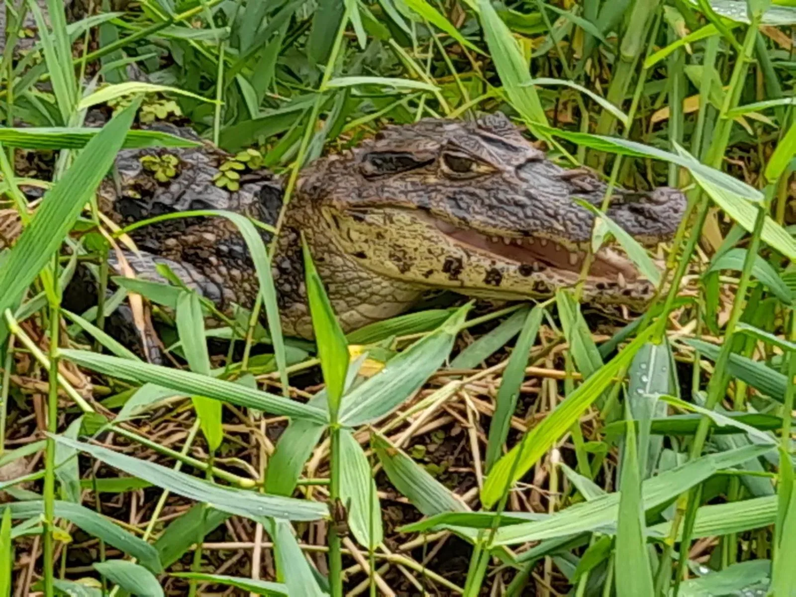 Natural landscape in Hotel Serendipity