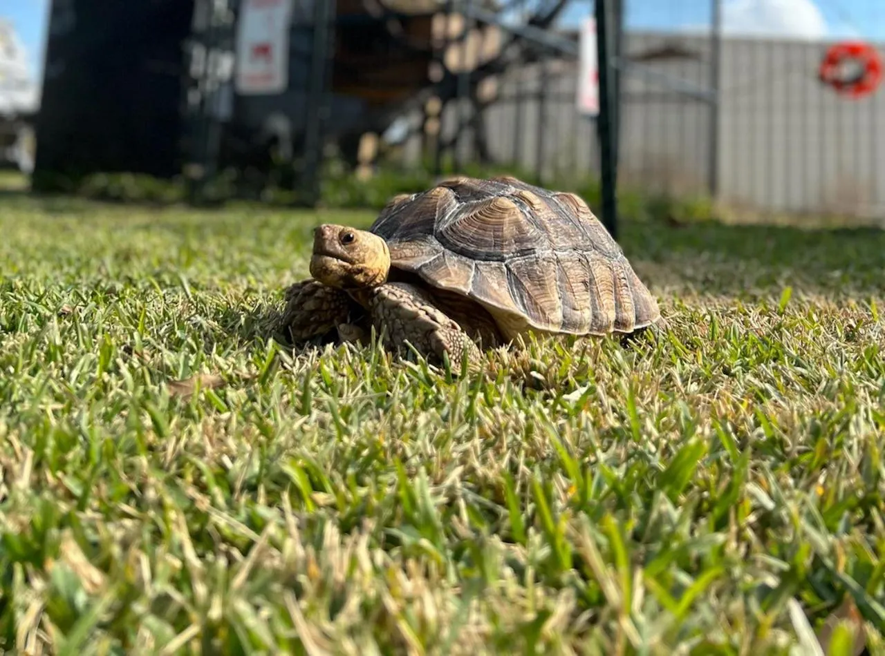 Animals in Blue Hills Ranch