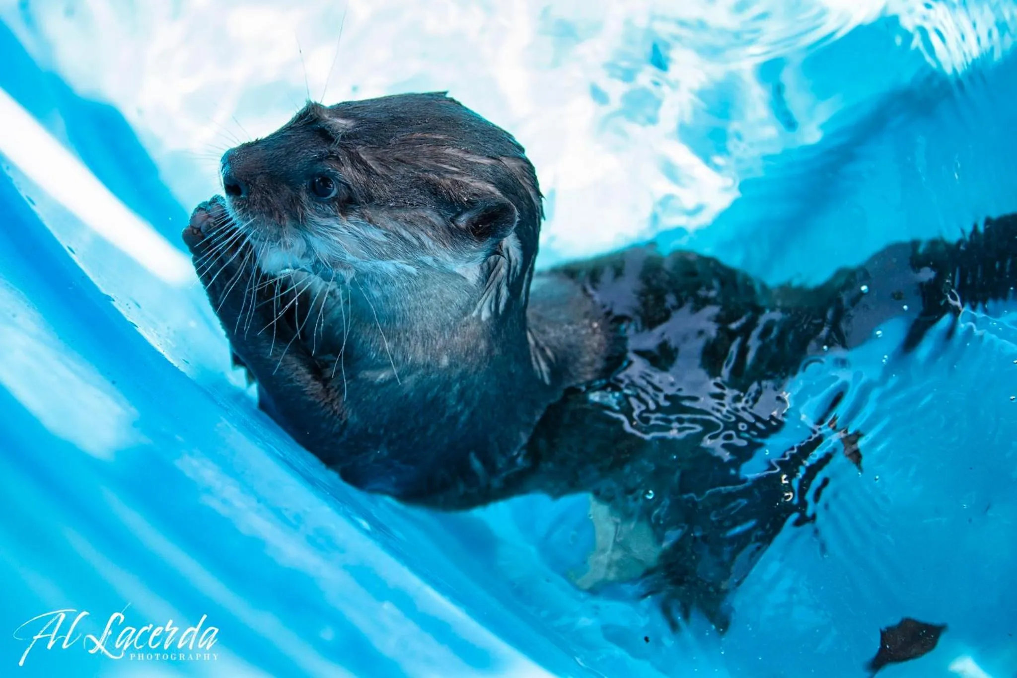 Animals in Blue Hills Ranch
