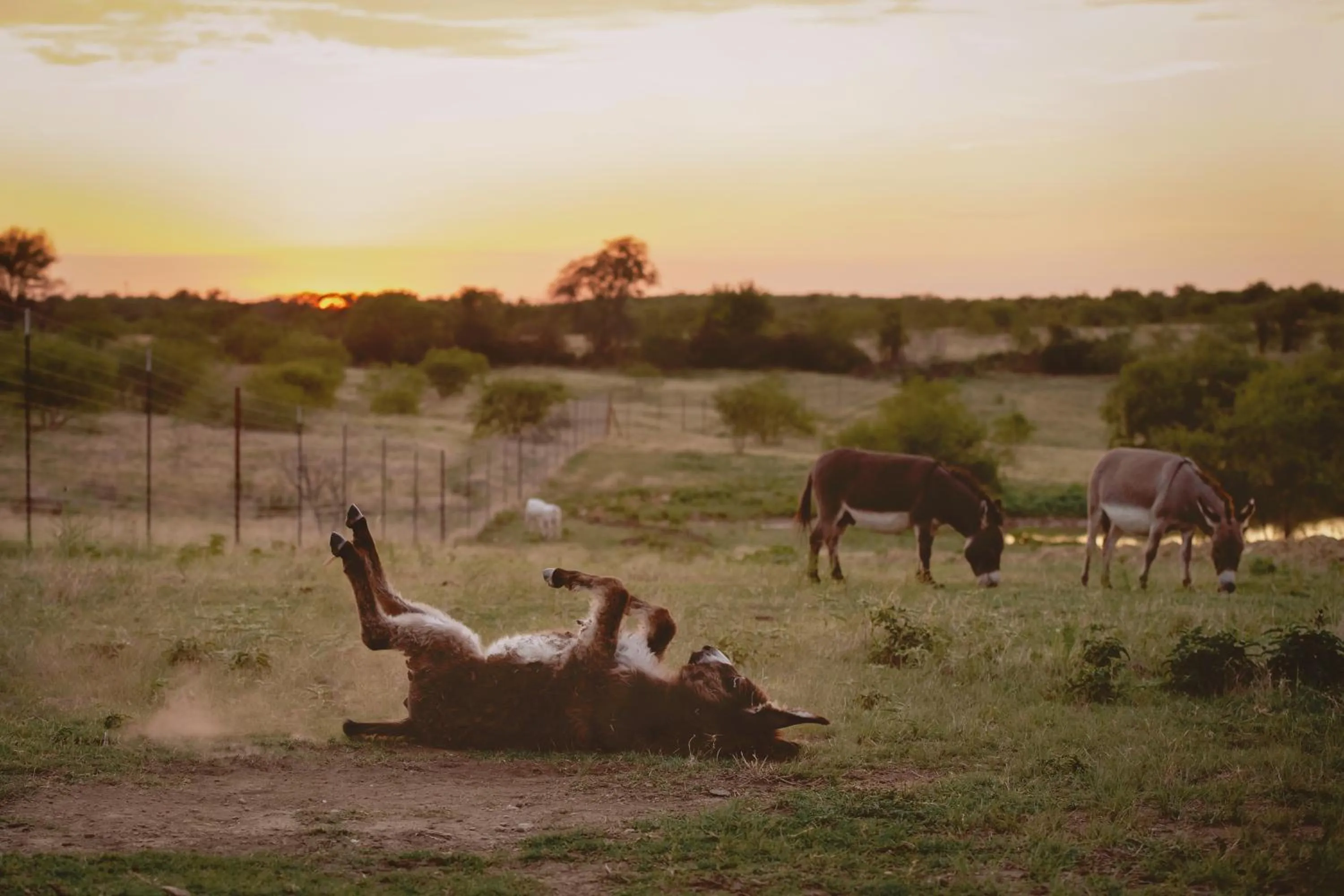 Animals in Blue Hills Ranch