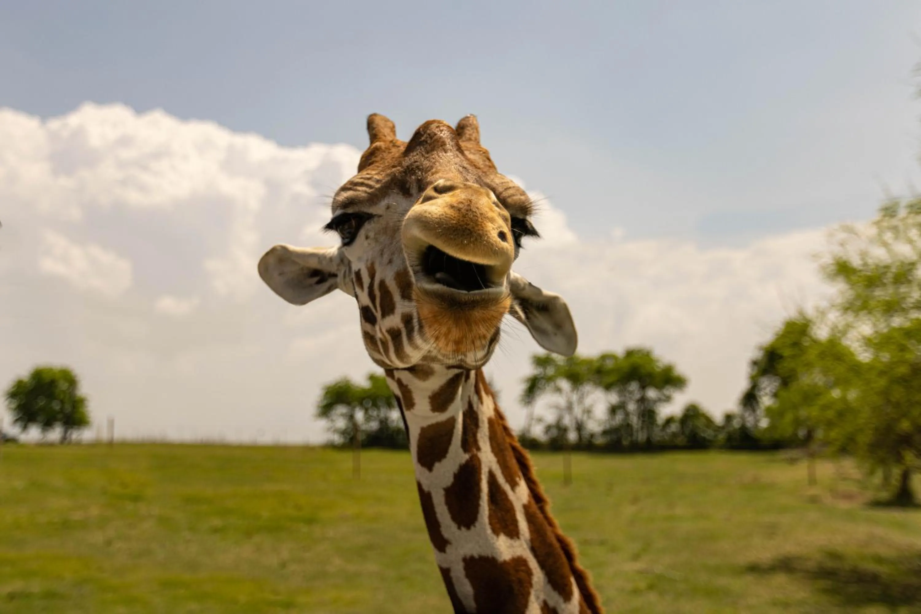 Animals in Blue Hills Ranch