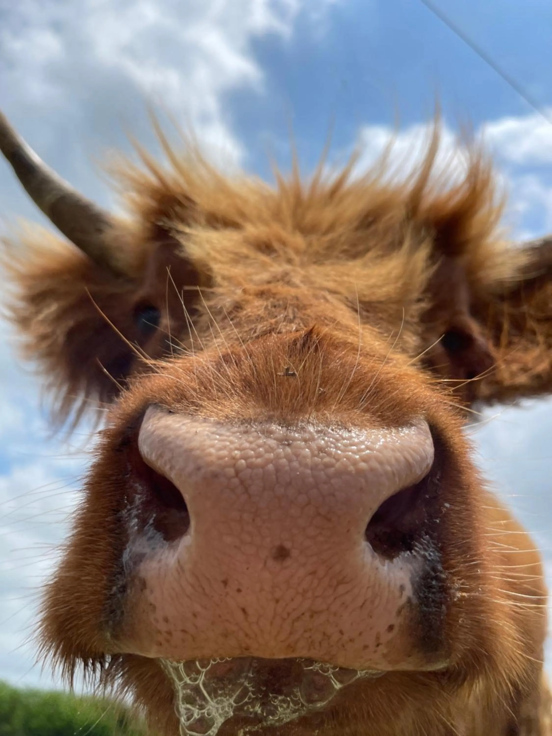 Animals in Blue Hills Ranch