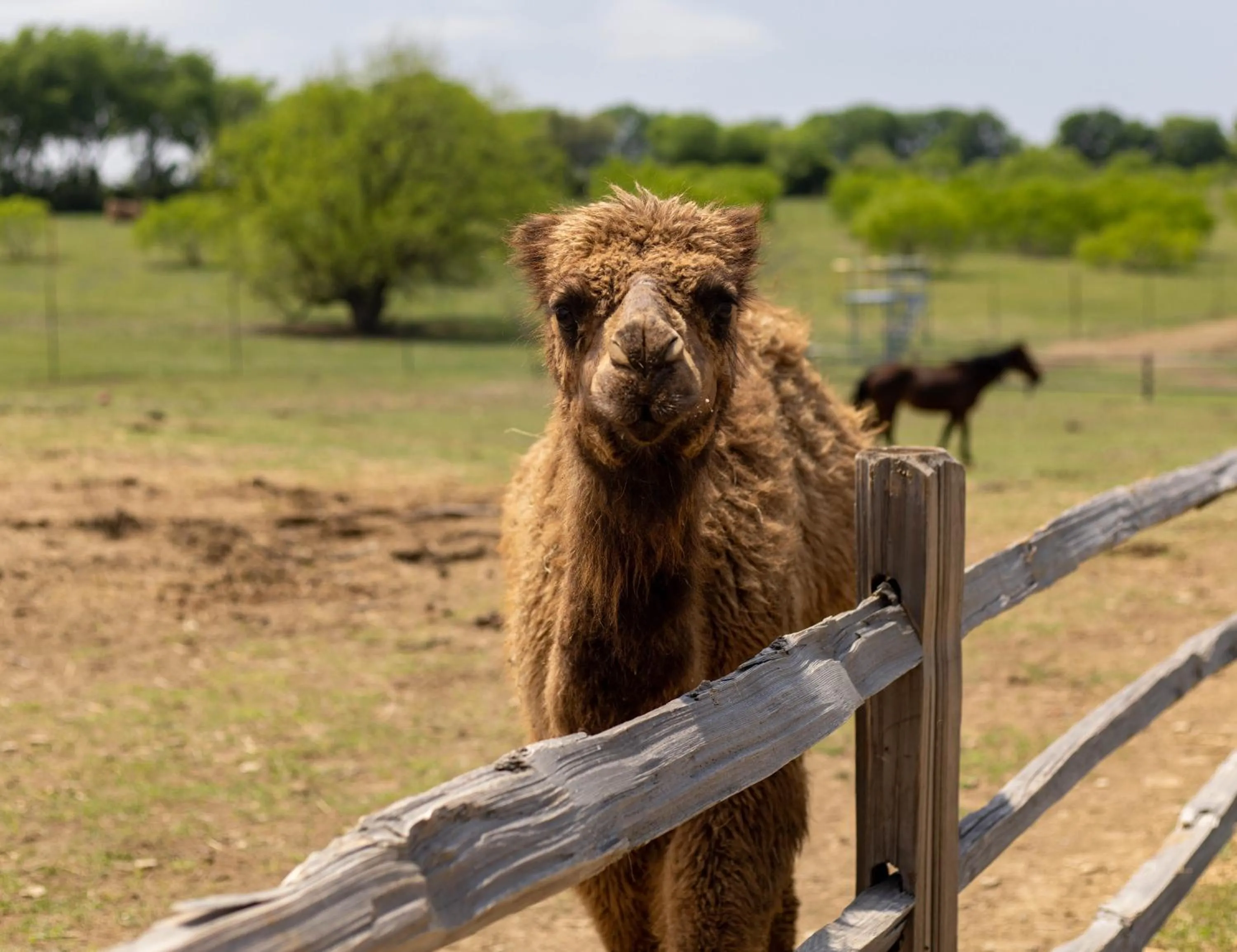 Animals in Blue Hills Ranch
