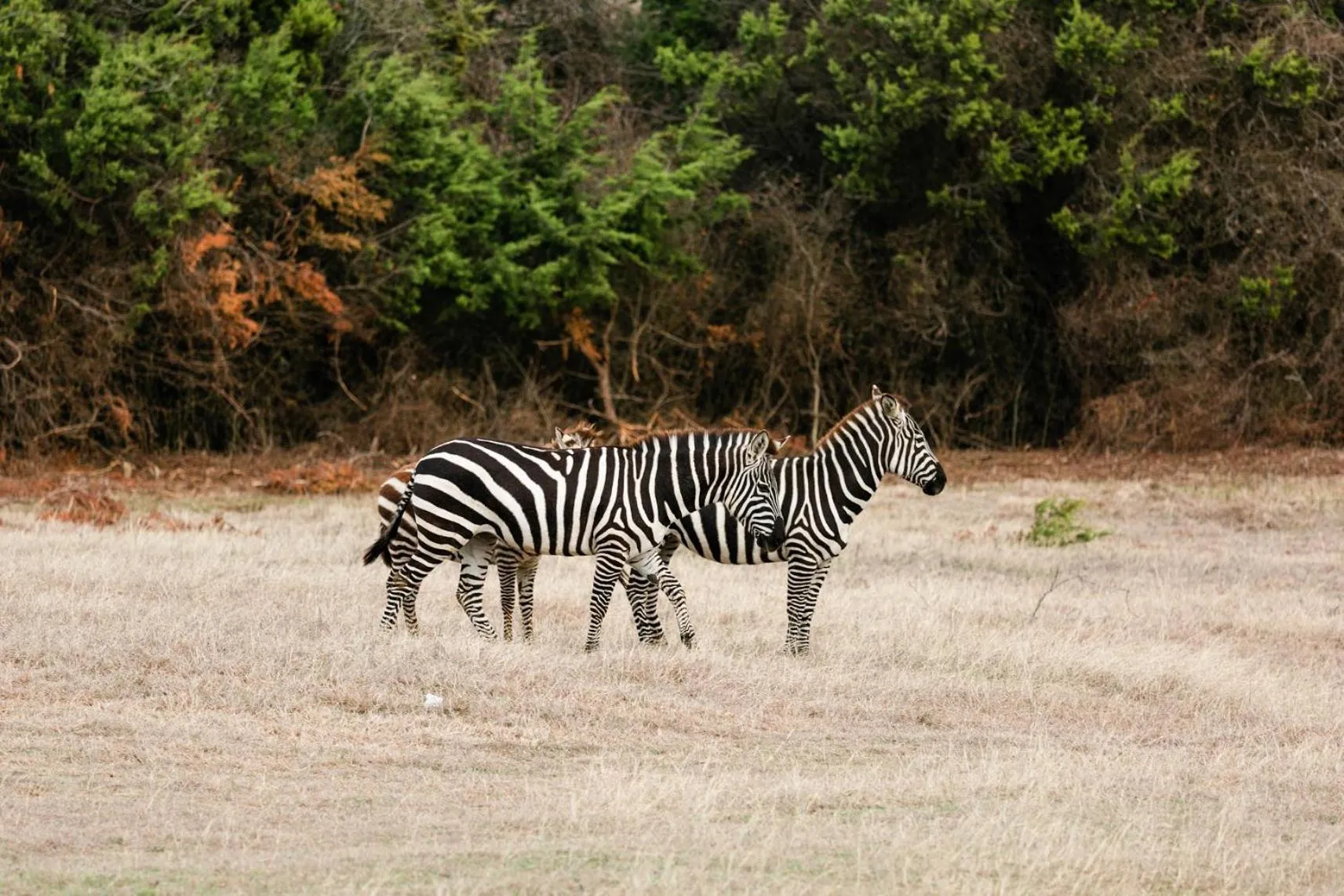 Animals in Blue Hills Ranch