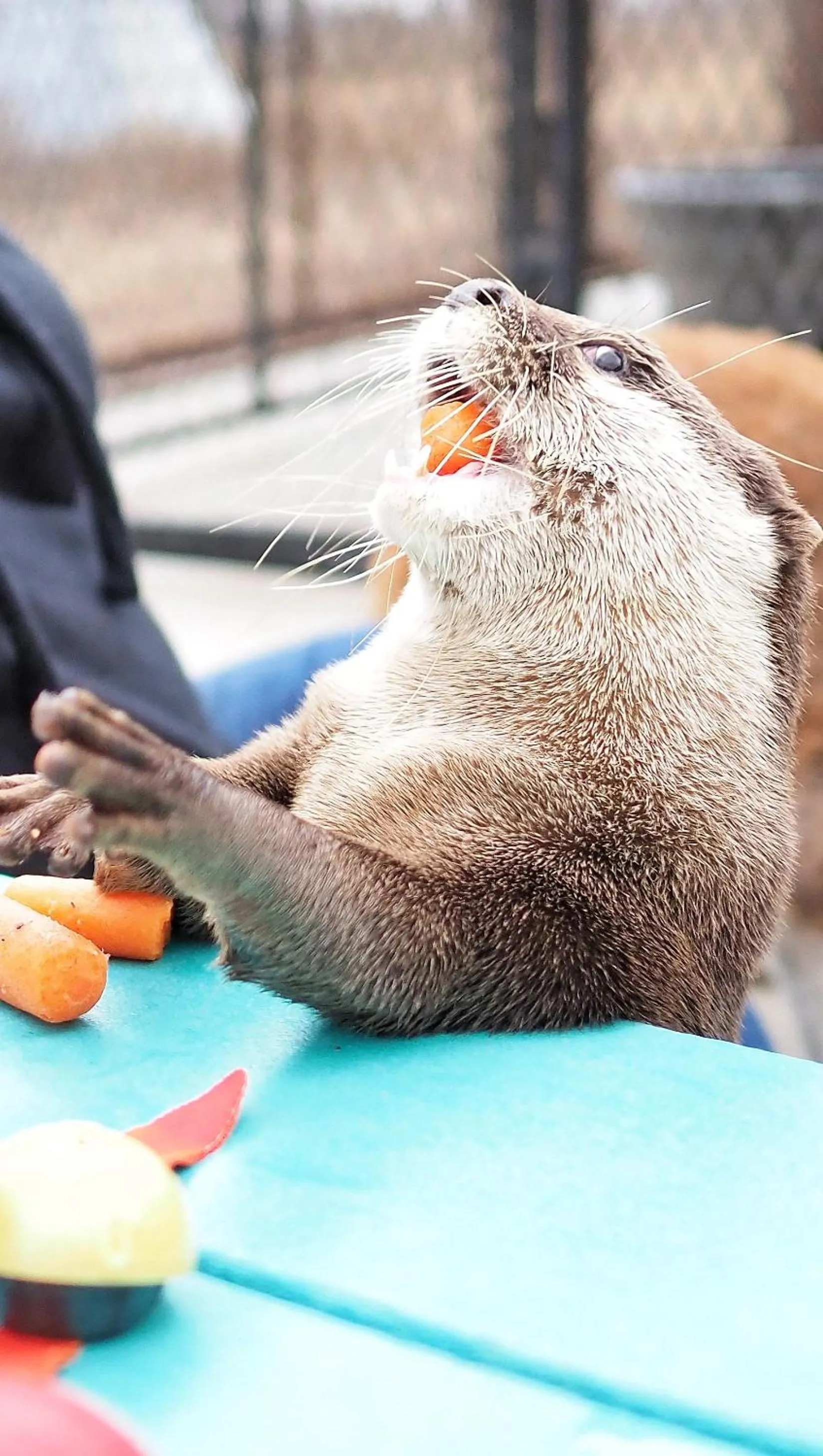Animals in Blue Hills Ranch