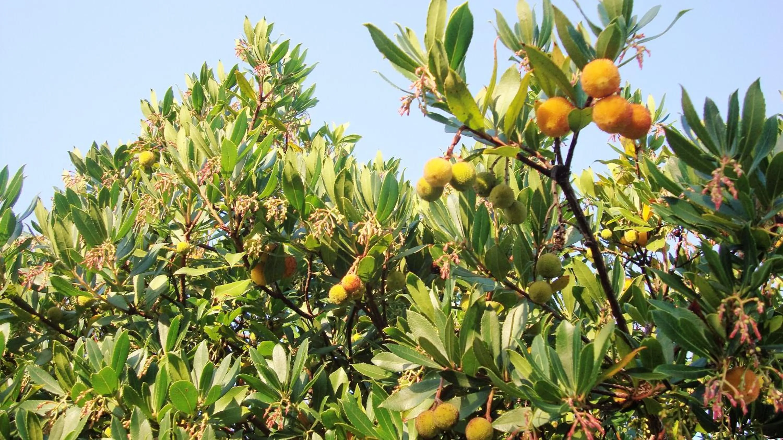 Garden in Hotel Cala Reale