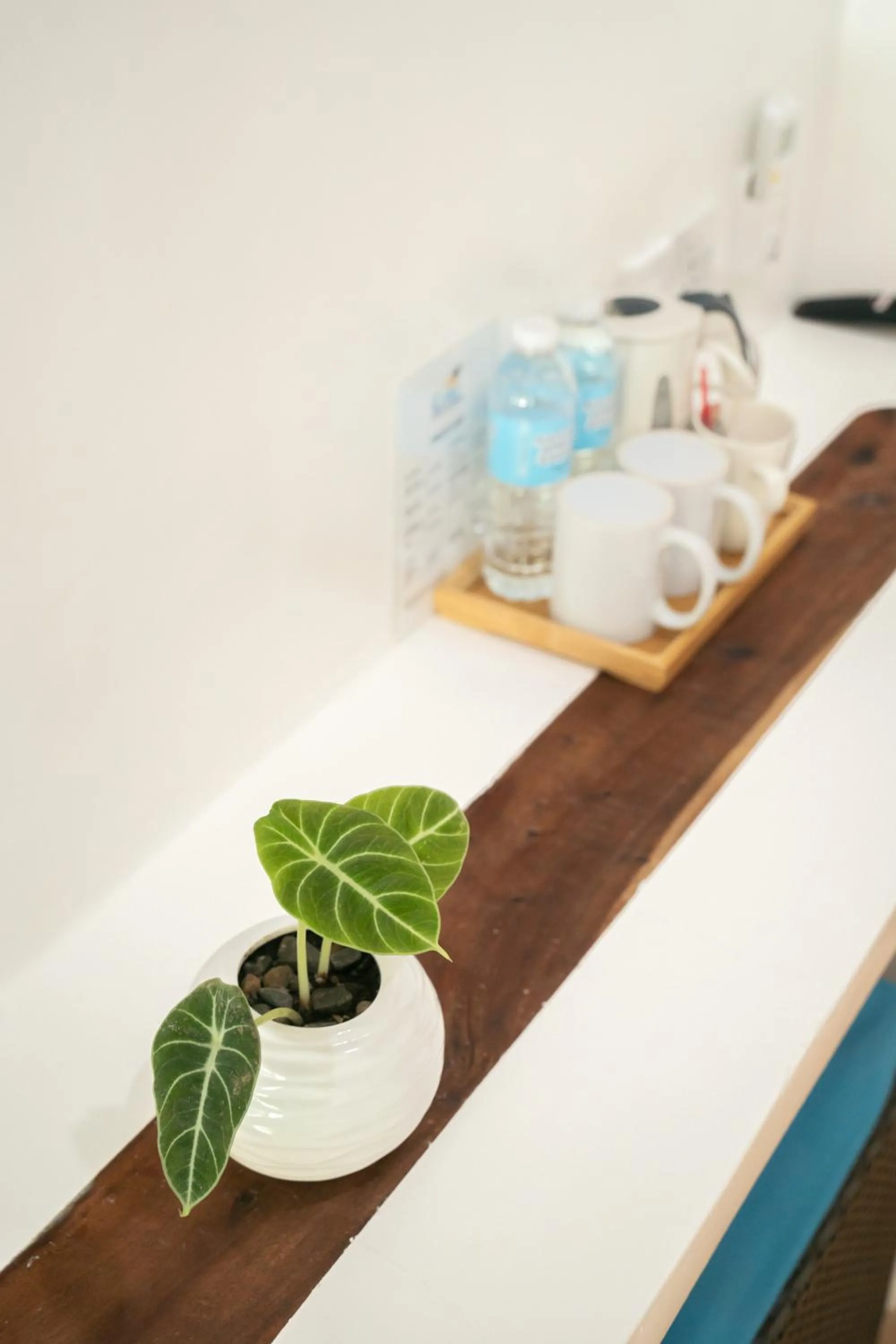 Secret paradise moalboal