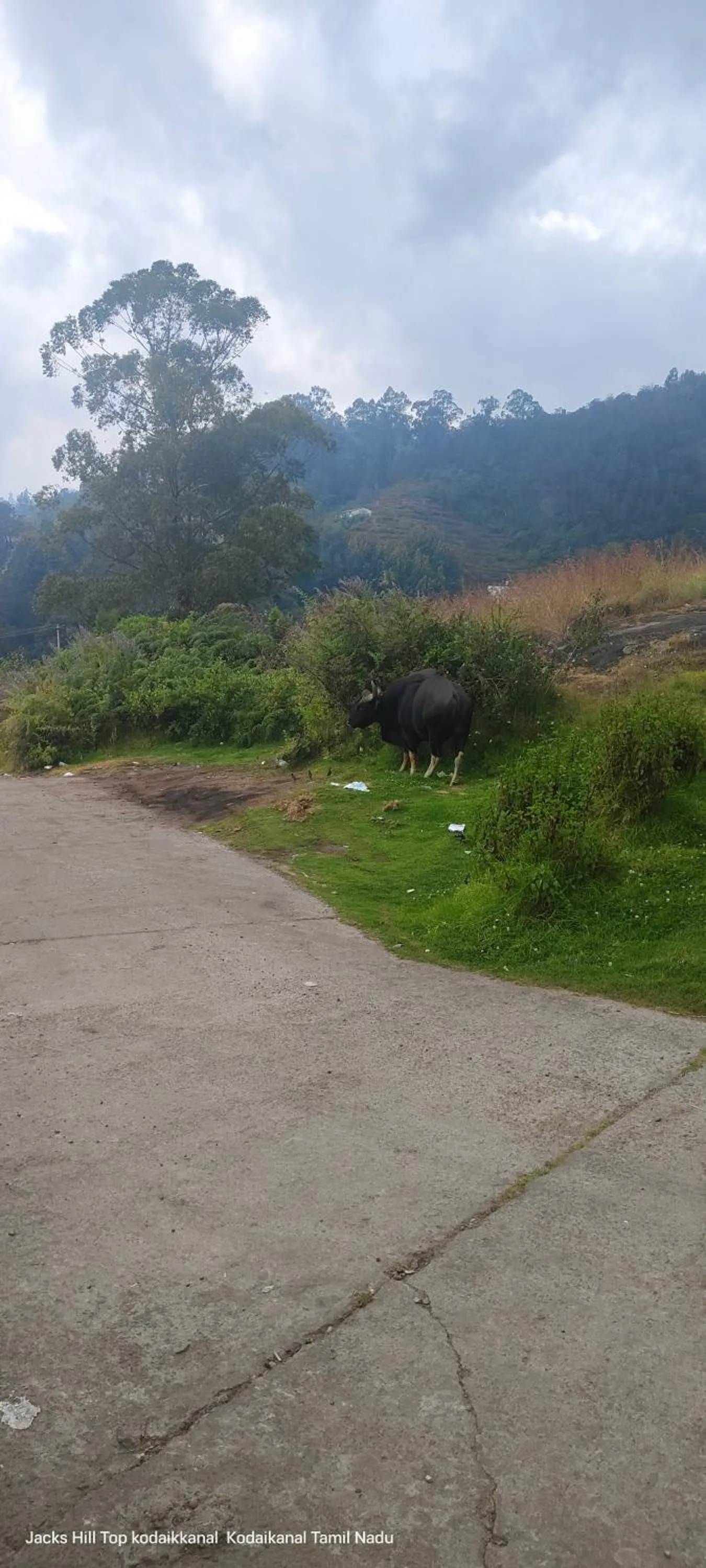 Quiet street view in The Jacks Hilltop Resort Kodaikanal