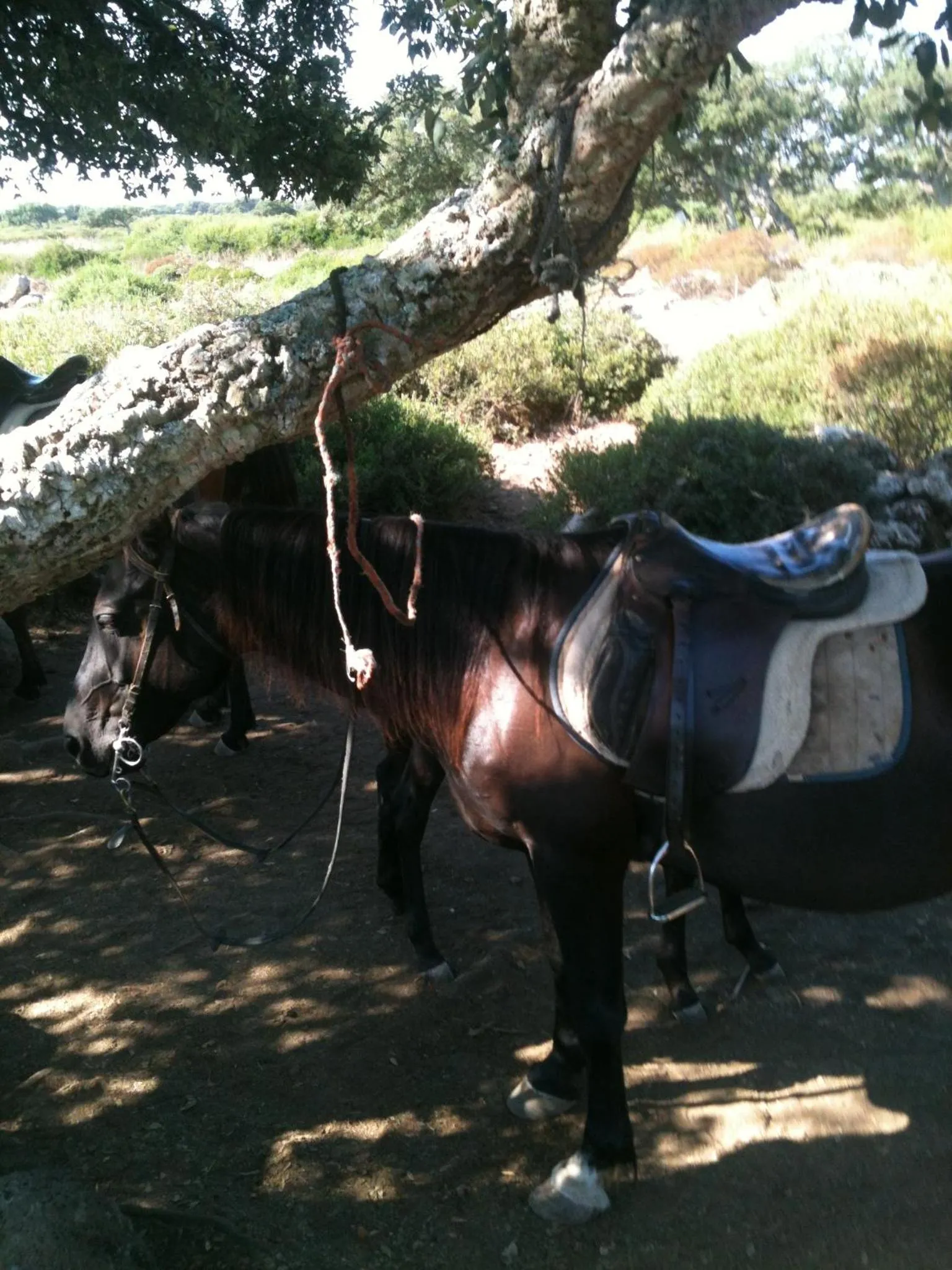 Horse-riding in Hotel Su Nuraxi