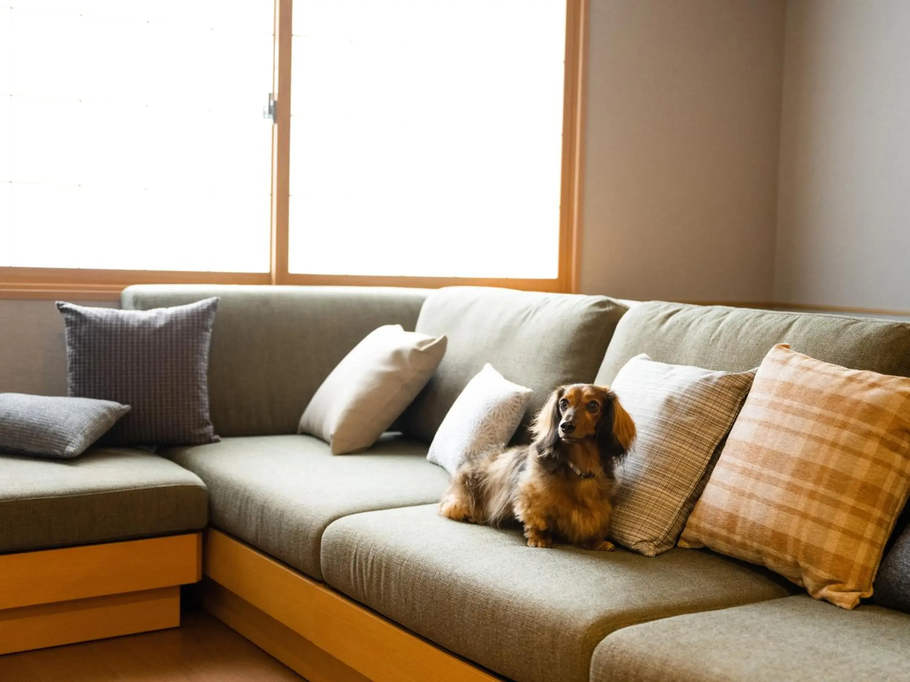 Dog-Friendly Suite with Living Room Sofa in MIMARU SUITES Tokyo Asakusa Dog-Friendly Suite with Living Room Sofa in MIMARU SUITES Tokyo Asakusa