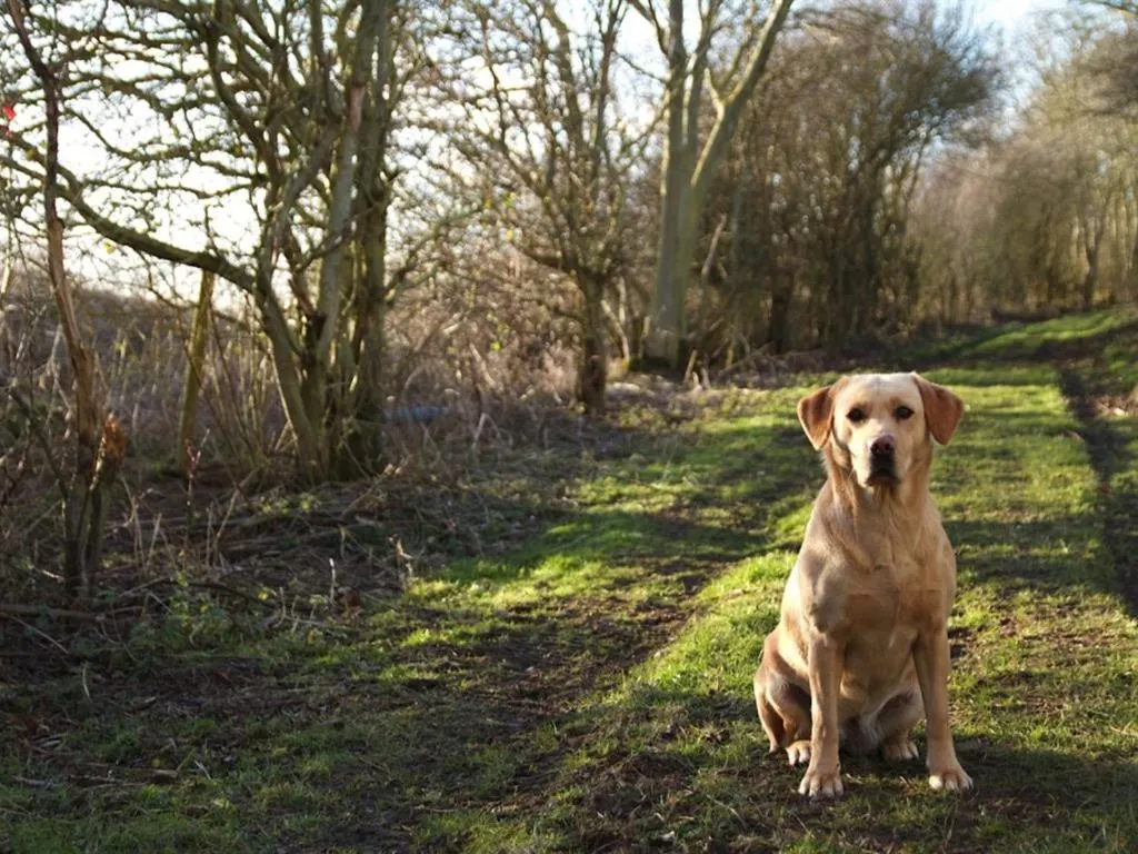 Other in The Chestnuts Holiday Cottages