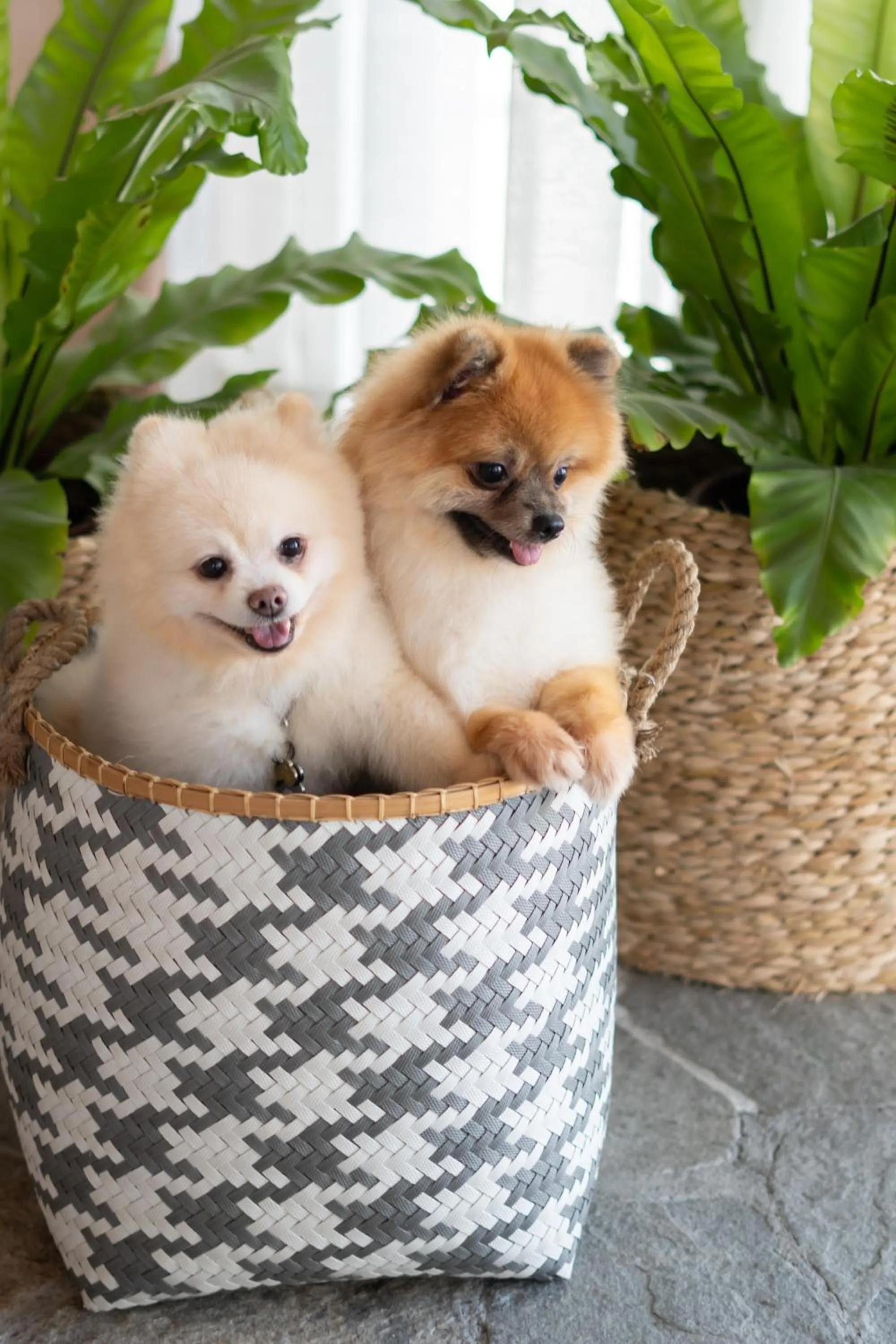 Pets in Tintto Hotel