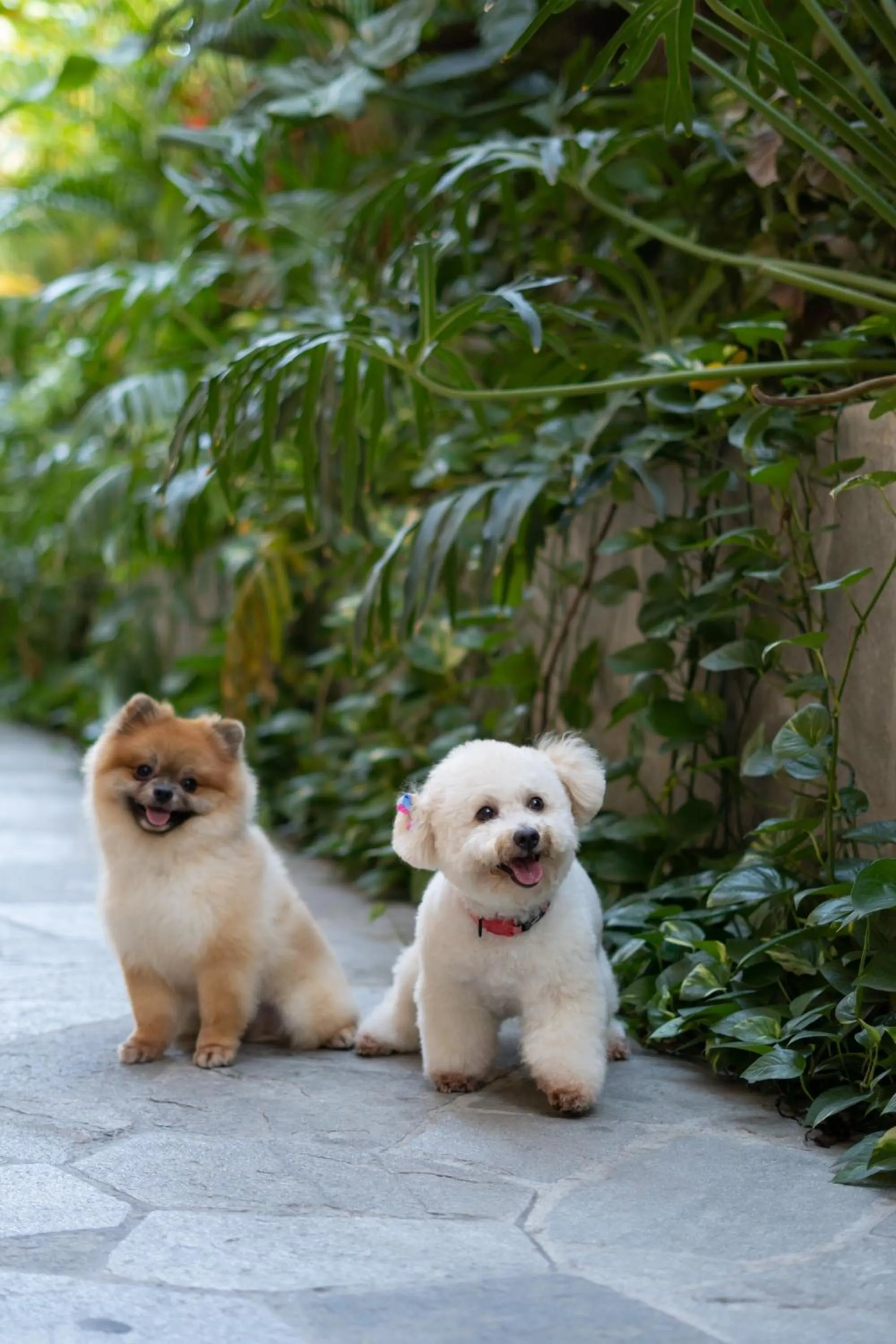 Pets in Tintto Hotel