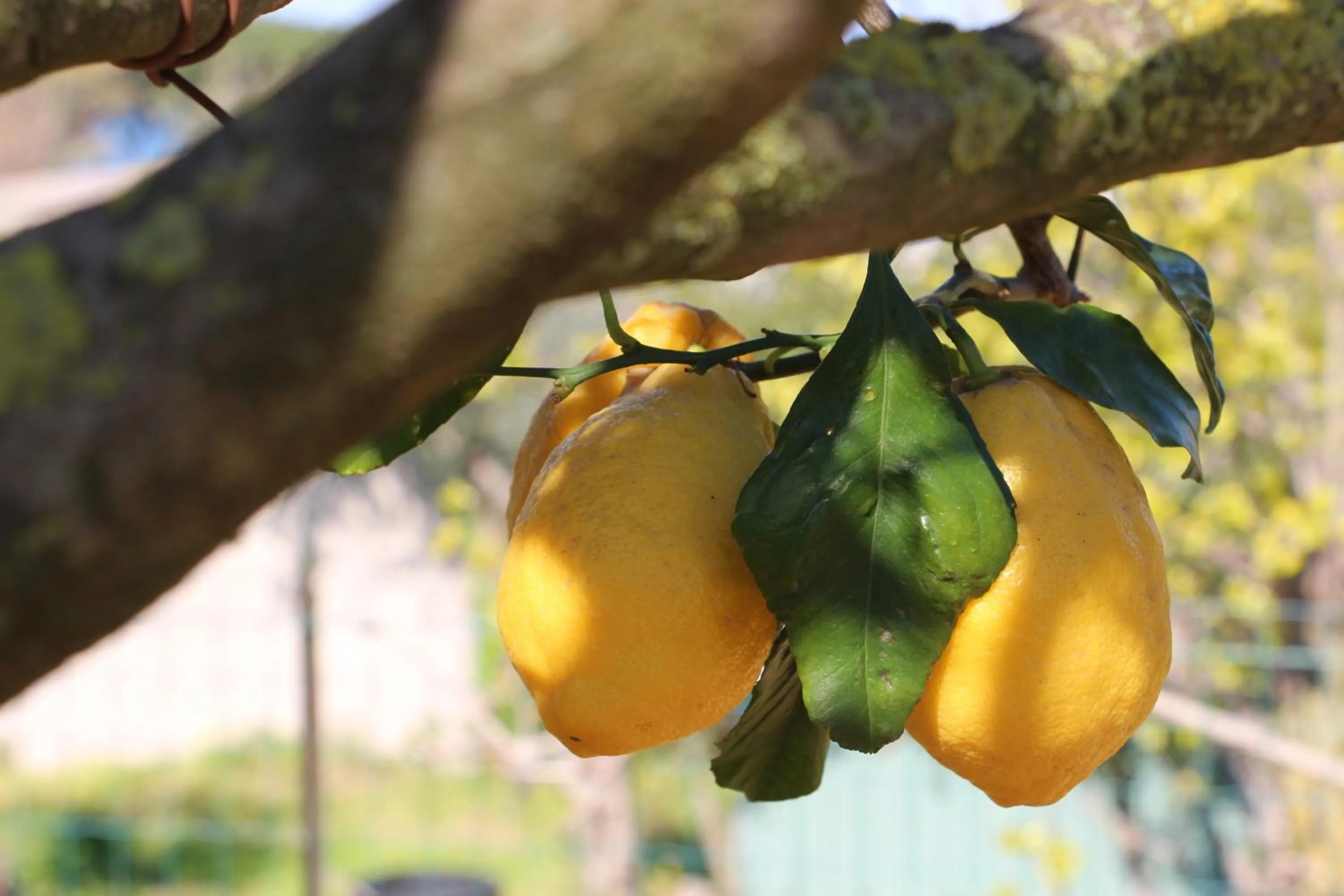 Garden in Hotel Al Mulino