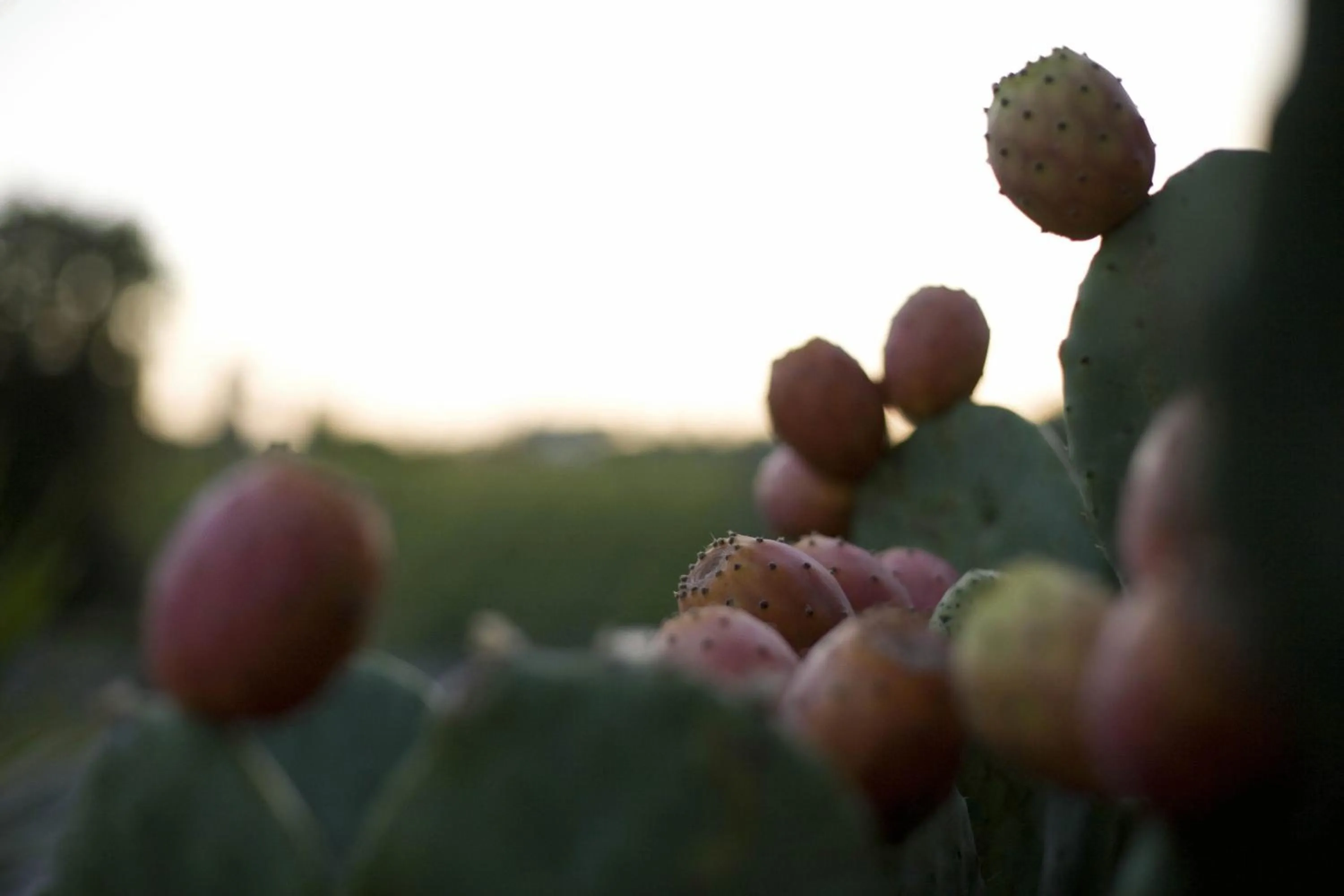 Decorative detail in Tenuta La Lupa