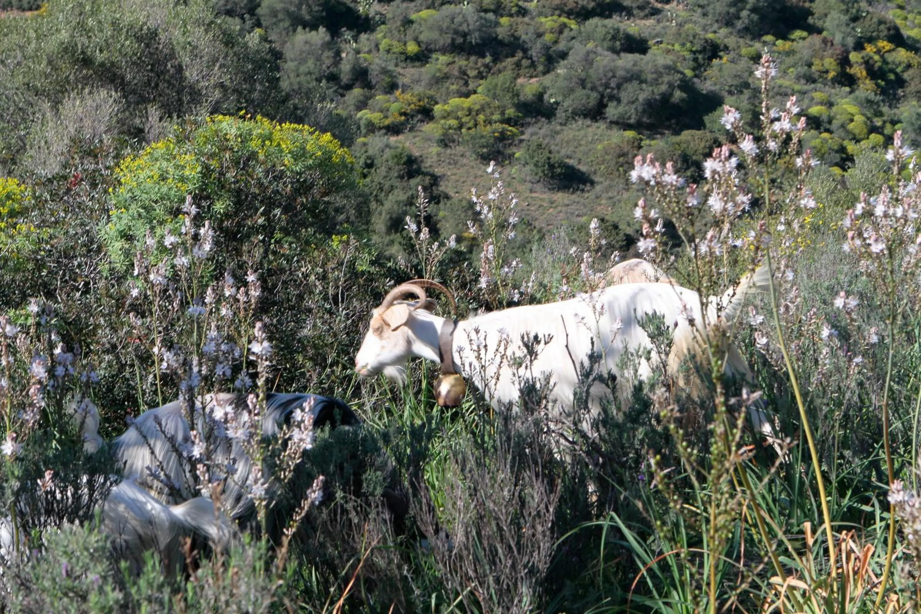 Animals in Hotel Rio Molas
