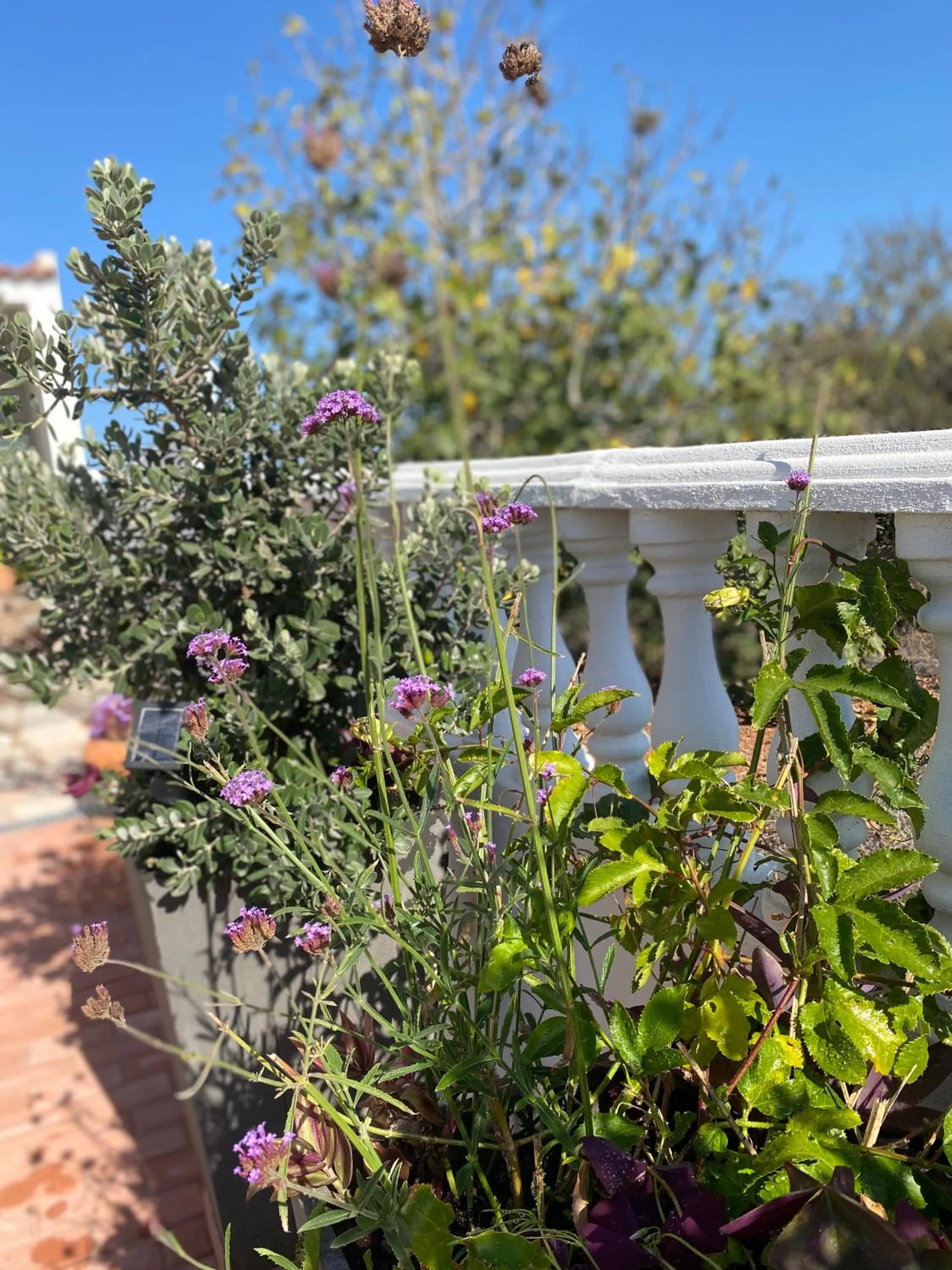 Garden in Palm View Guesthouse, adults only