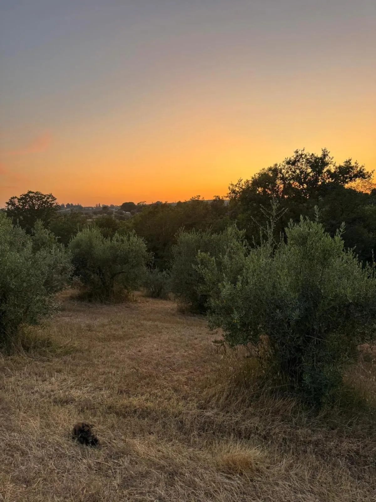 Garden in Cascina De' Fagiolari