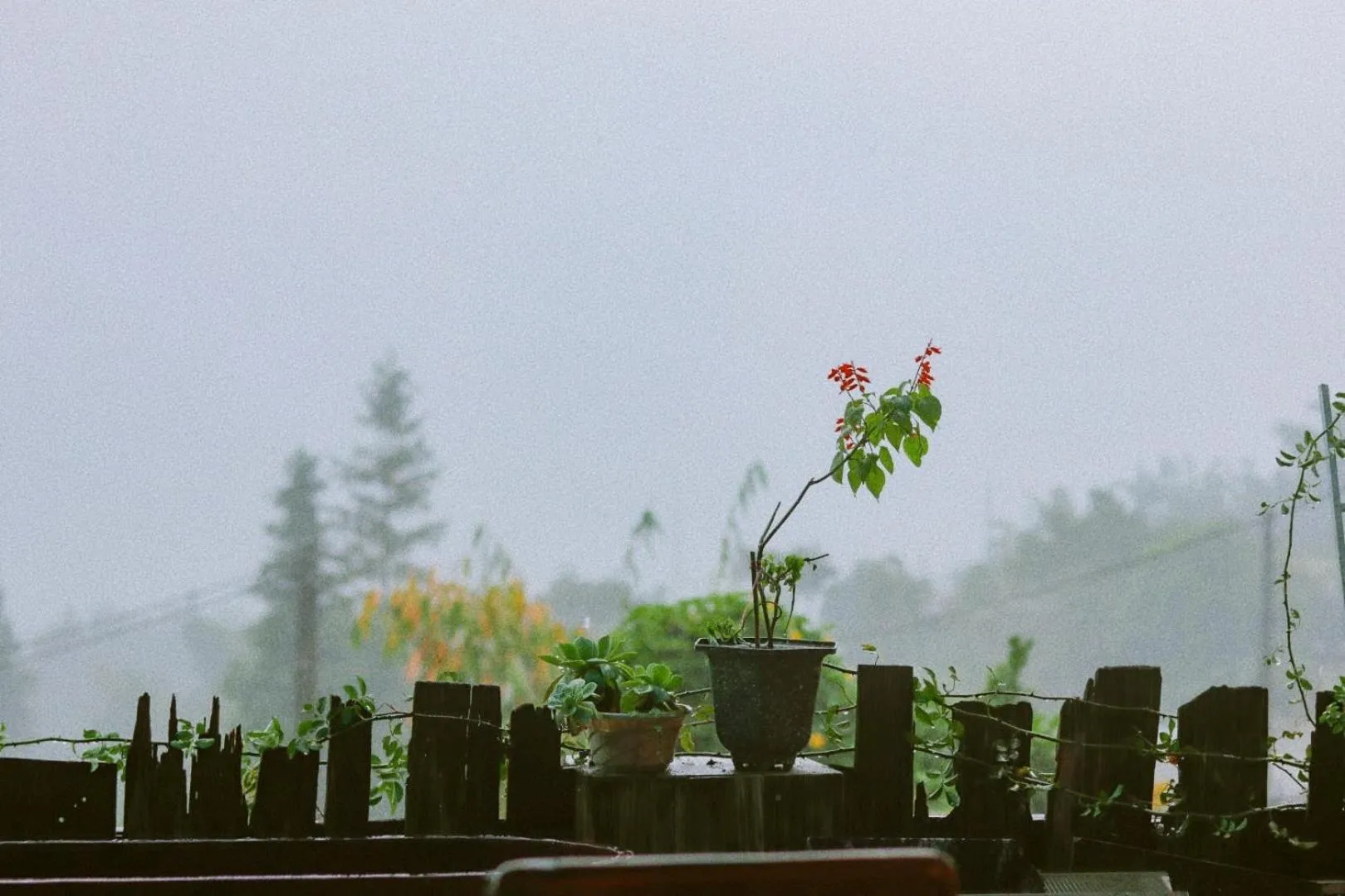 Garden in D Home Sapa 2