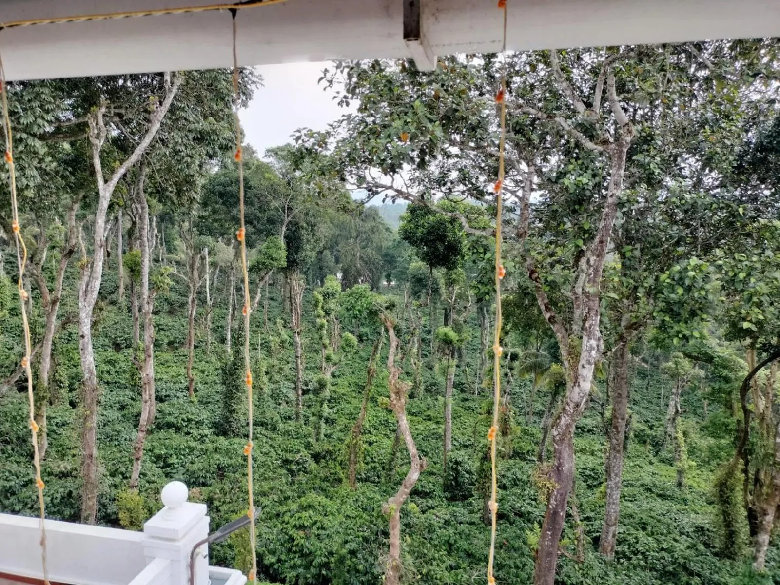 View (from property/room) in Orange Valley Plantation Holiday Coorg
