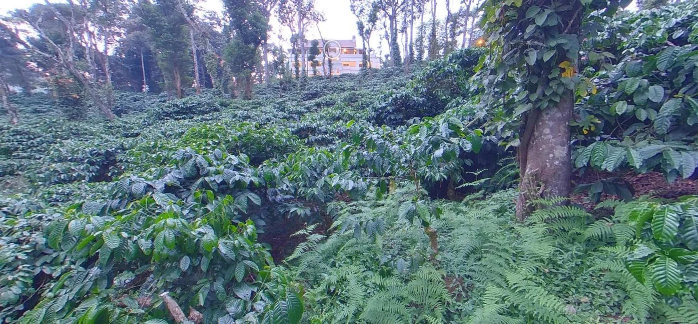 Property building in Orange Valley Plantation Holiday Coorg