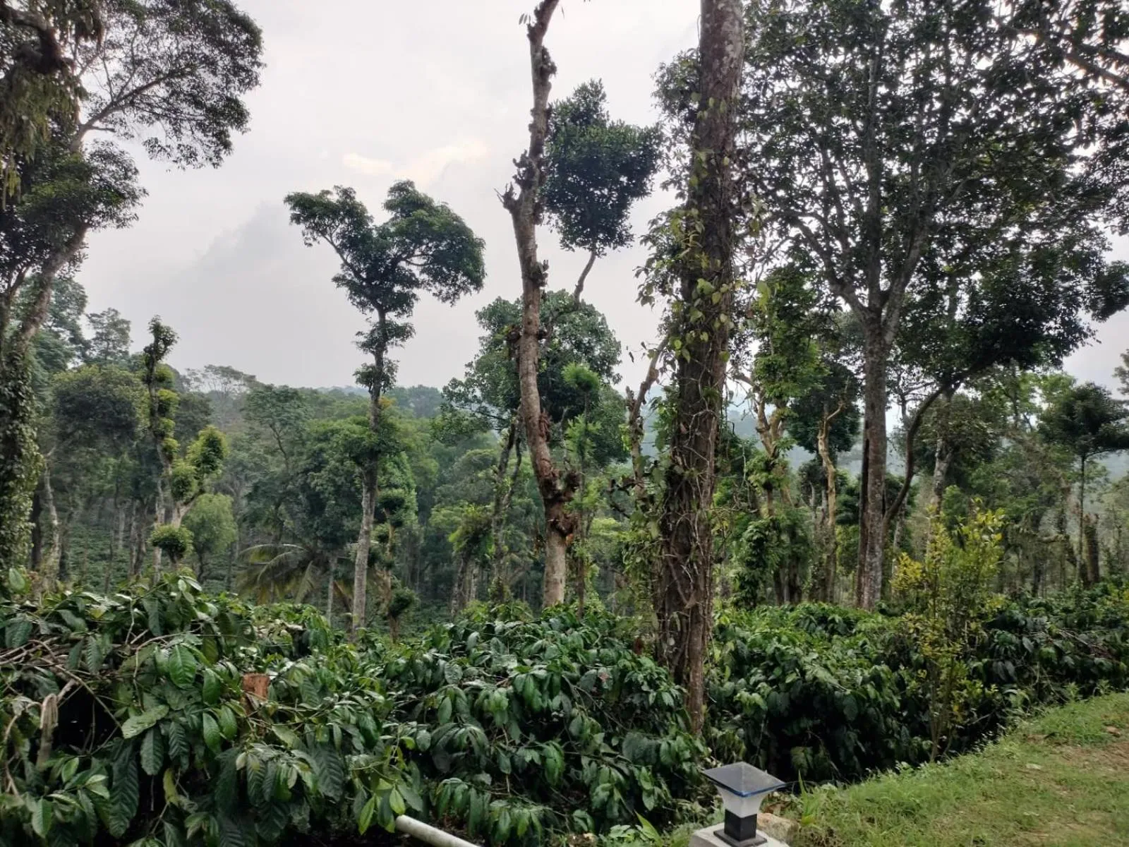 View (from property/room) in Orange Valley Plantation Holiday Coorg