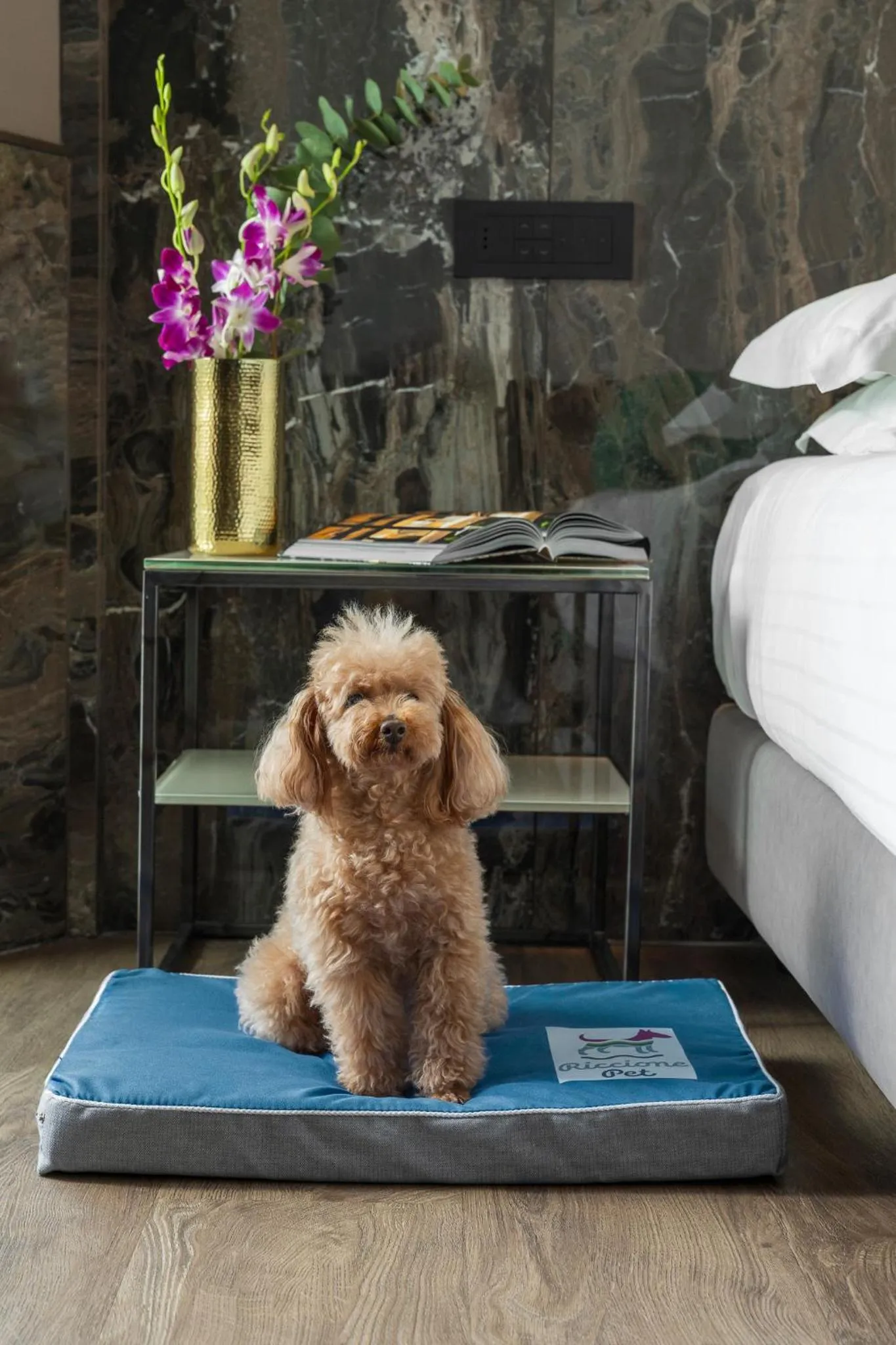 Pets in Hotel Michelangelo