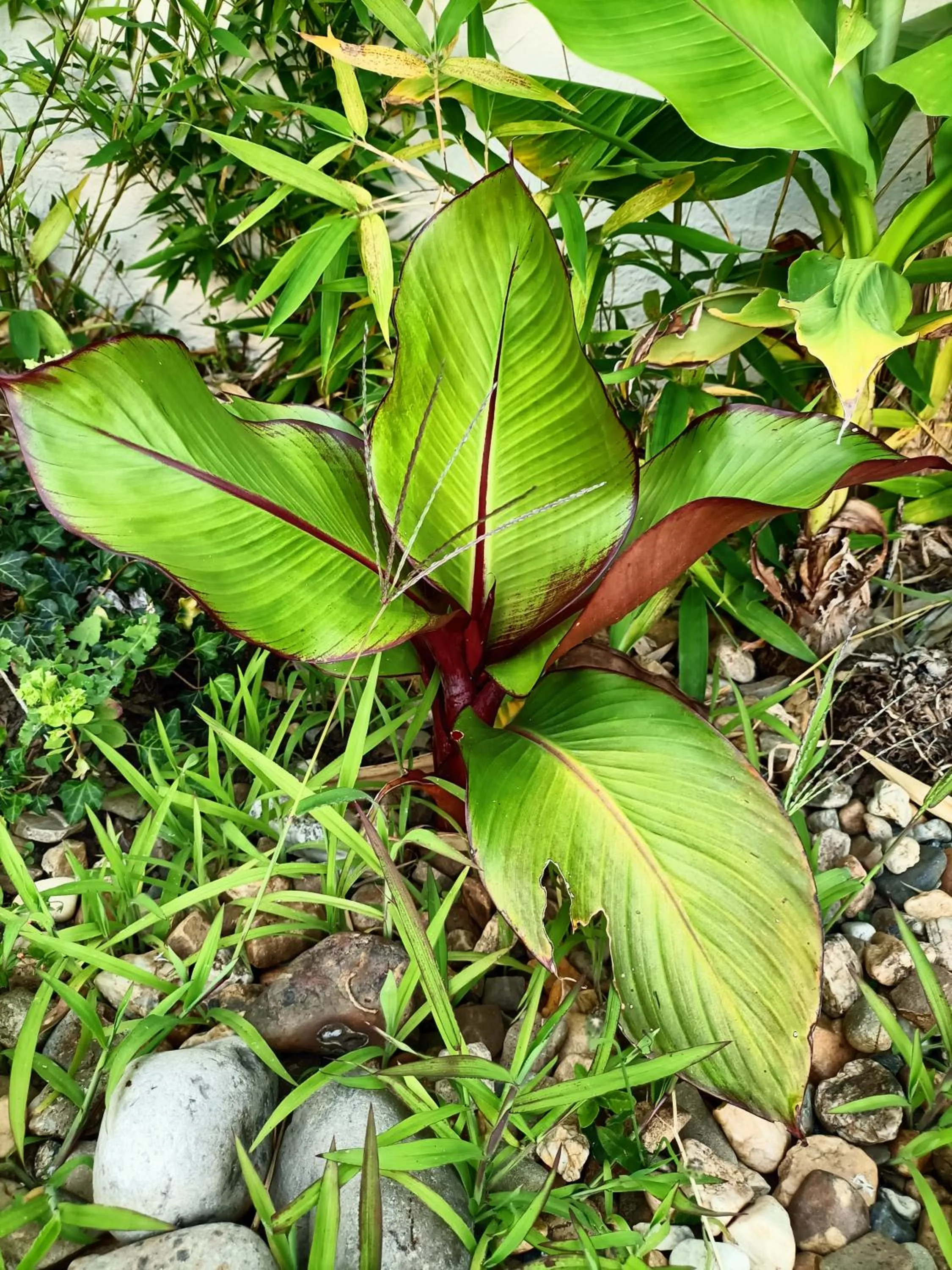 Other Animals in Chez Christelle & Francky