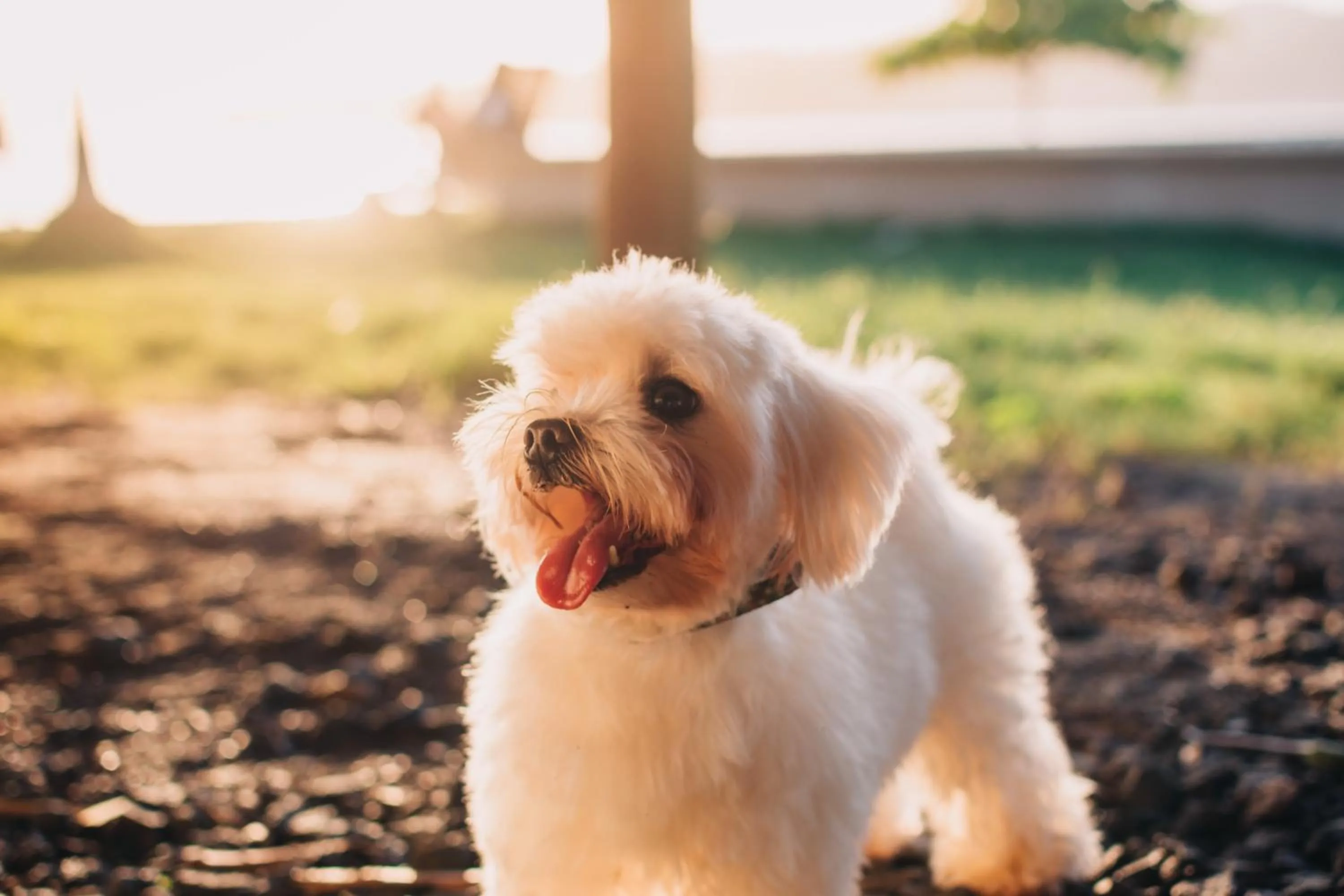 Animals in Beach Break Hotel & Surf Camp de Playa Venao