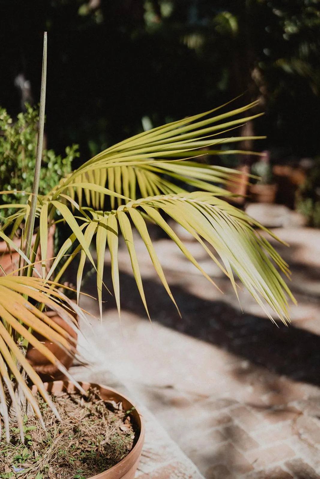 Garden in The Lodge Jamberoo