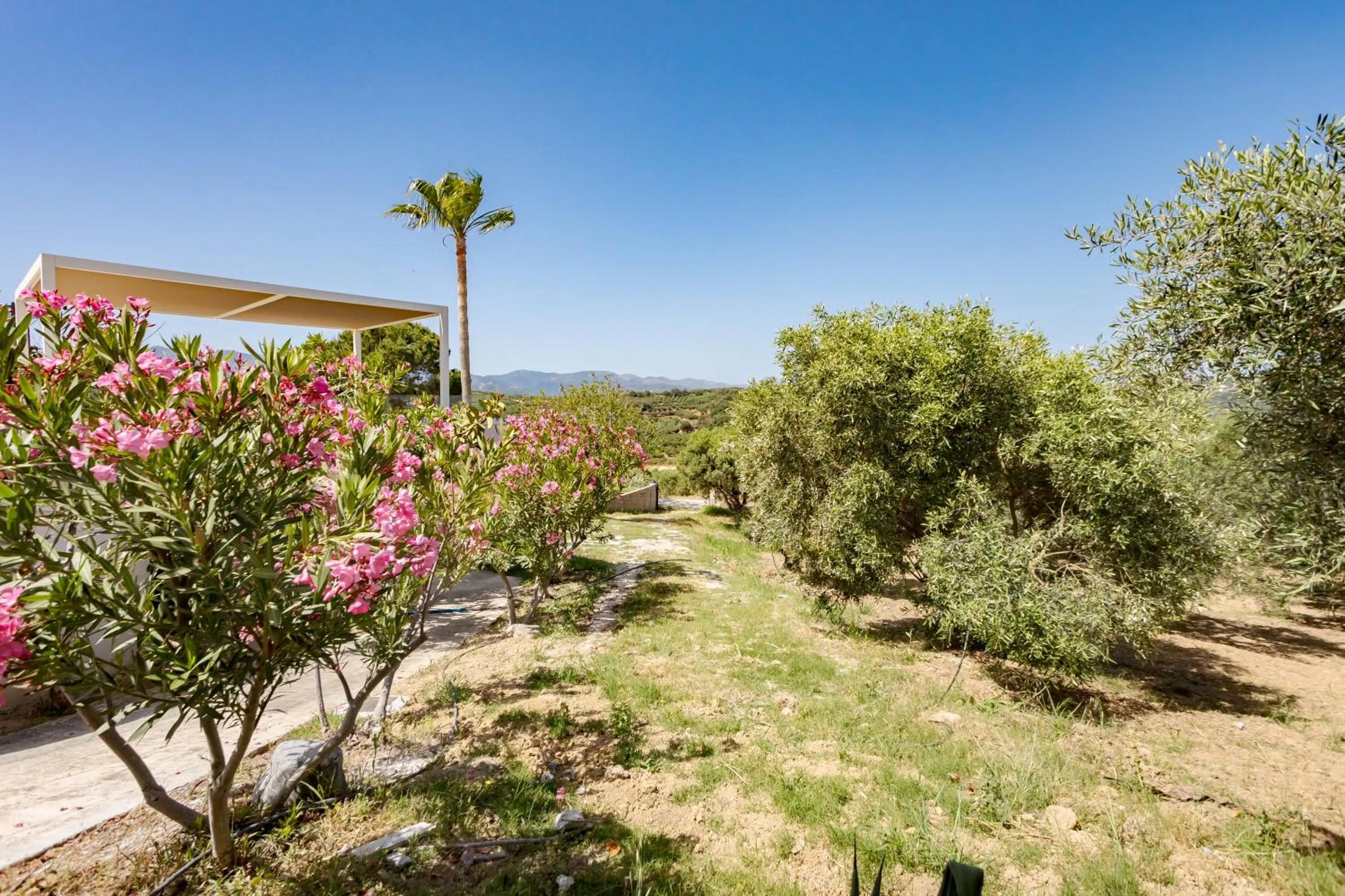 Spring in Rose of Crete
